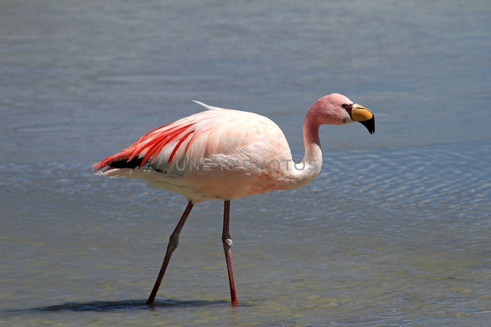 James flamingo, phoenicoparrus jamesi, also known as the puna flamingo, are populated in high altitudes of andean mountains in Peru, Chile, Bolivia and Argentina