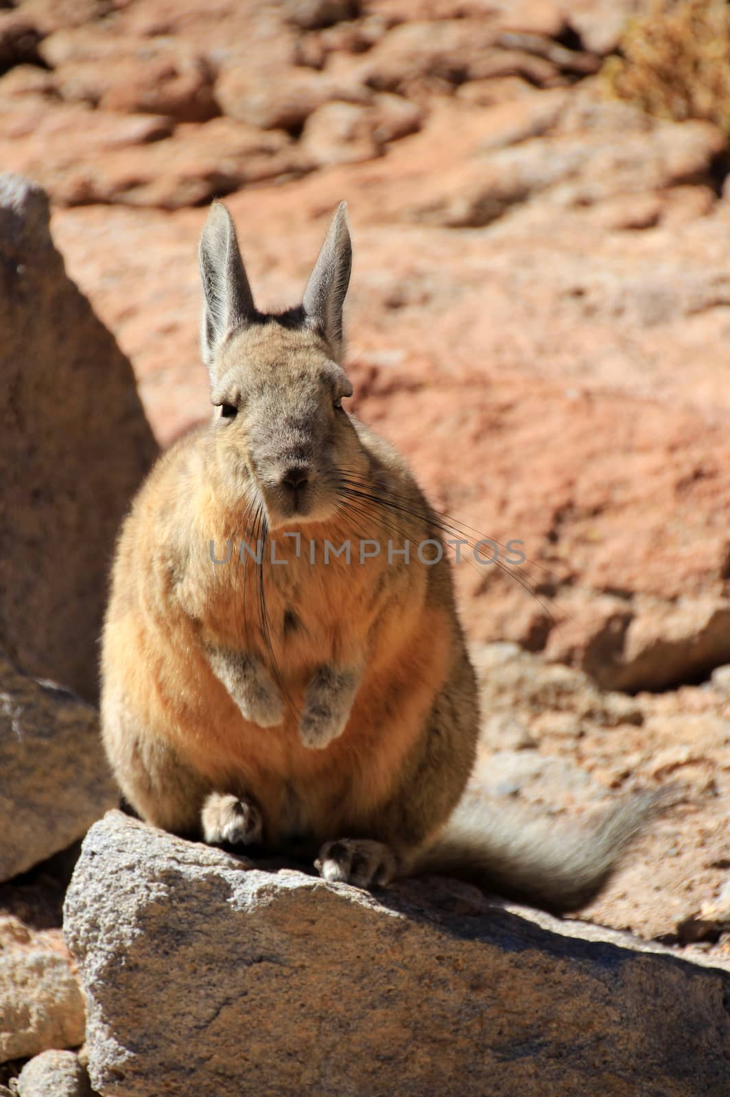 Viscacha rabbit Bolivia by cicloco