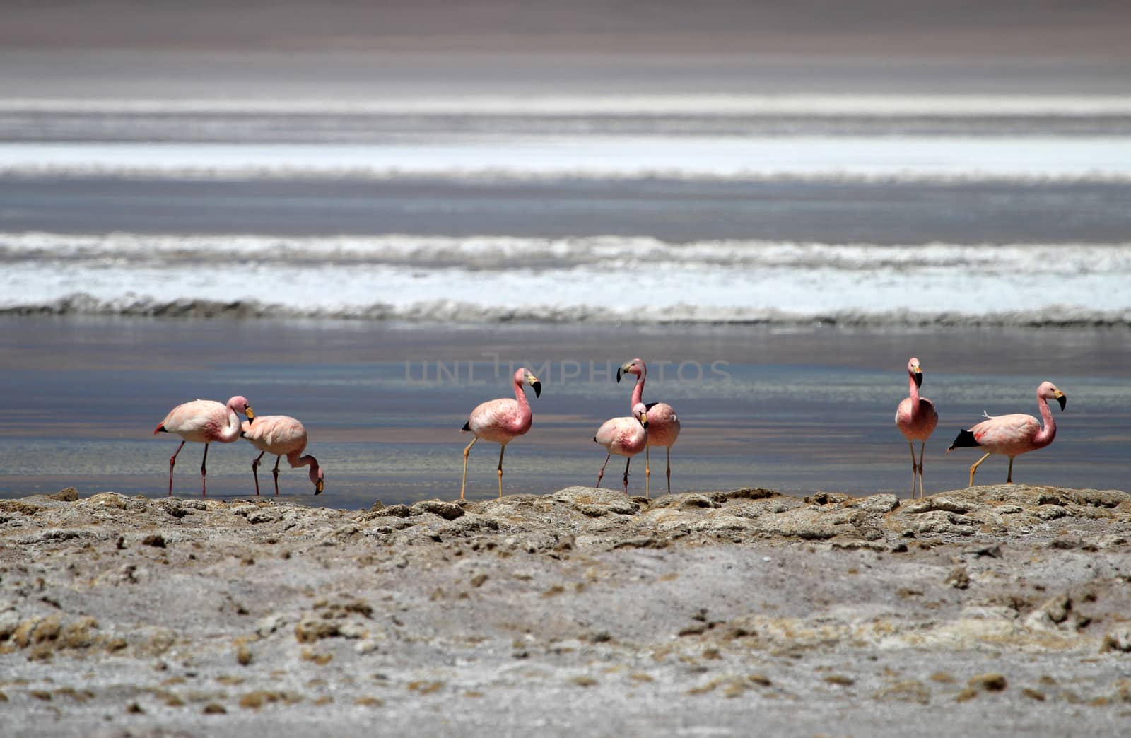 Andean flamingos, parinas grandes, phoenicoparrus andinus, in the water of Laguna Hedionda, Bolivia