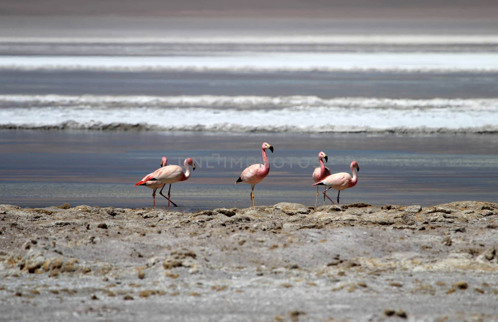Andean flamingos, parinas grandes, phoenicoparrus andinus, in the water of Laguna Hedionda, Bolivia