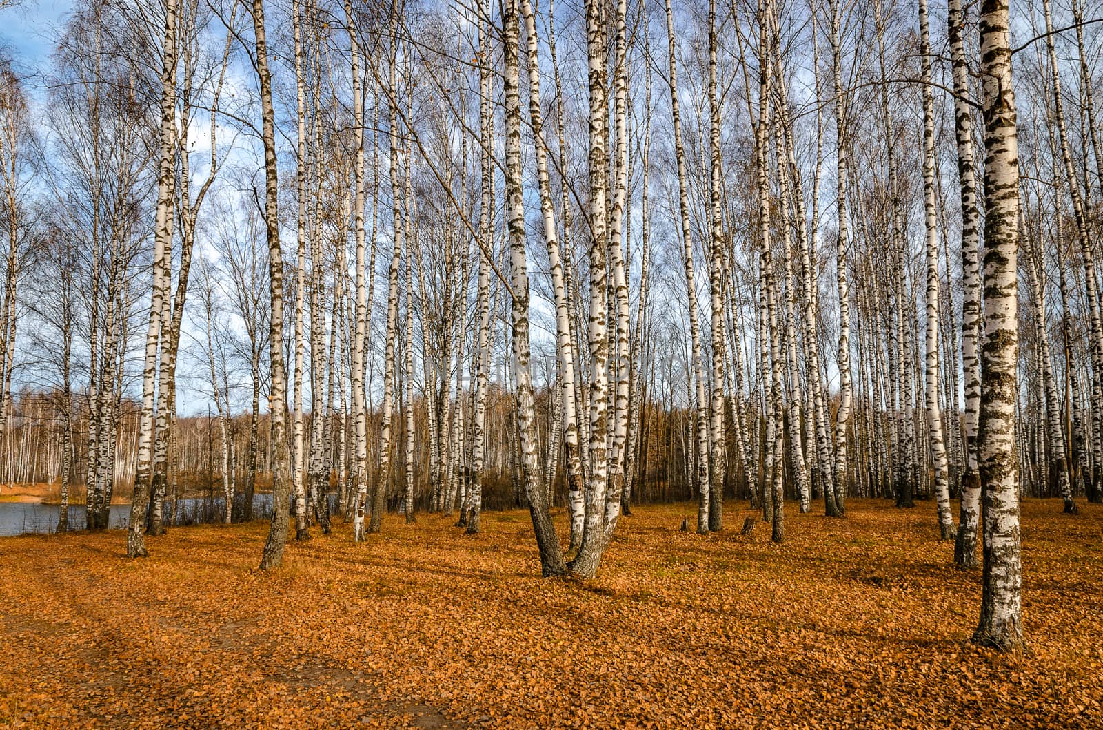 Landscape on a river in Golden autumn