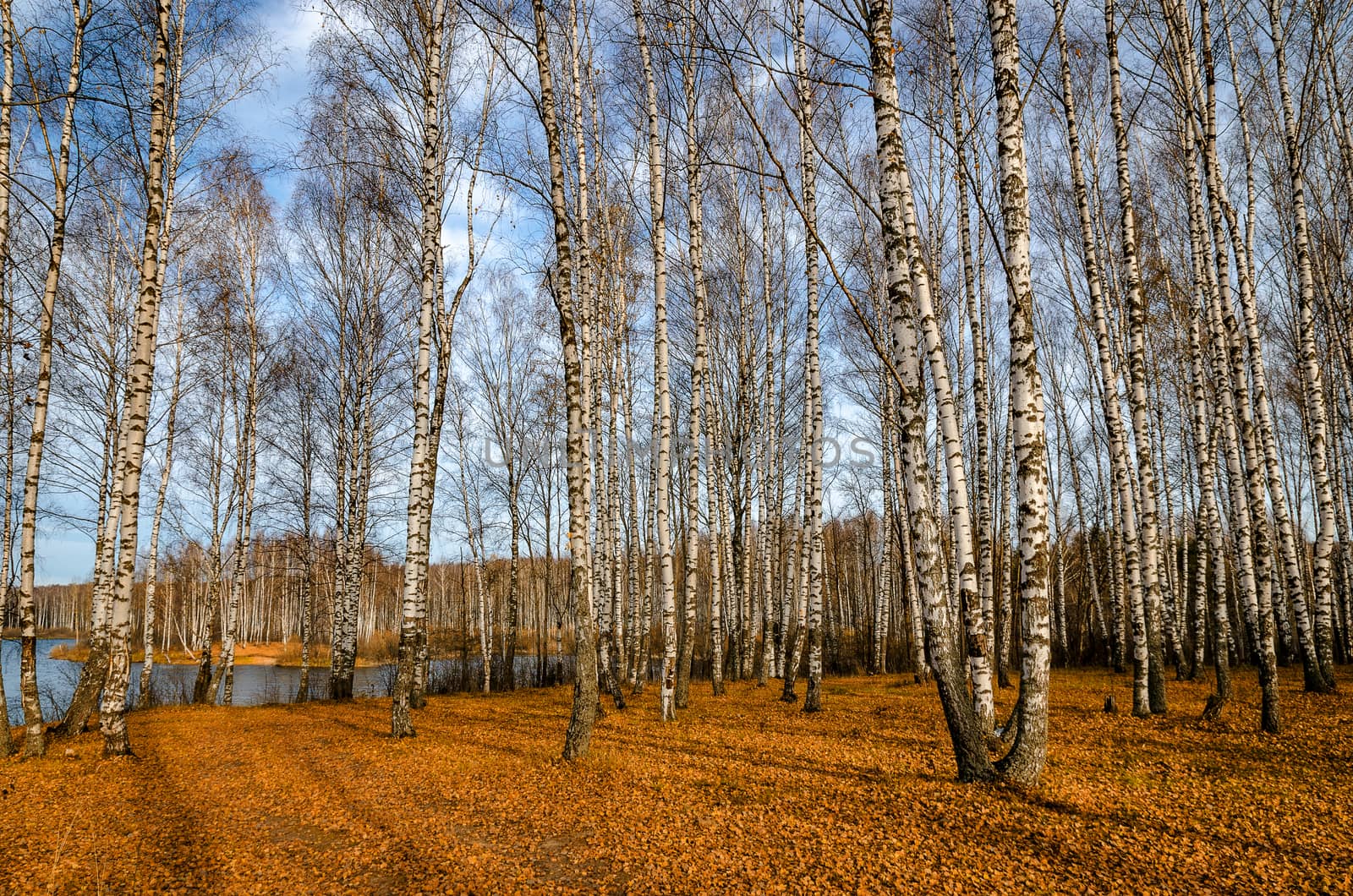 Landscape on a river in Golden autumn
