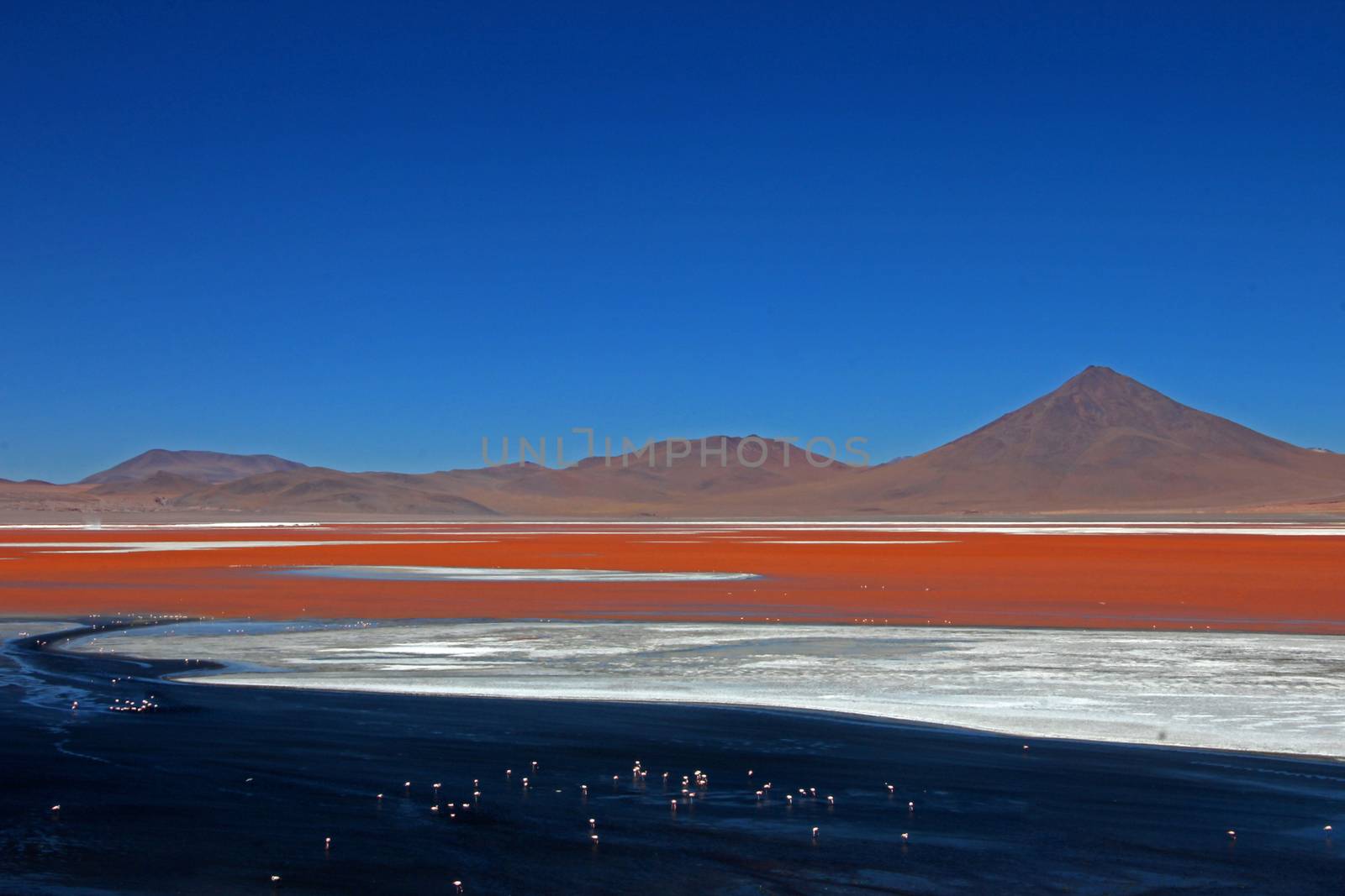 The nice red colored Laguna Colorada in southern Bolivia, South America