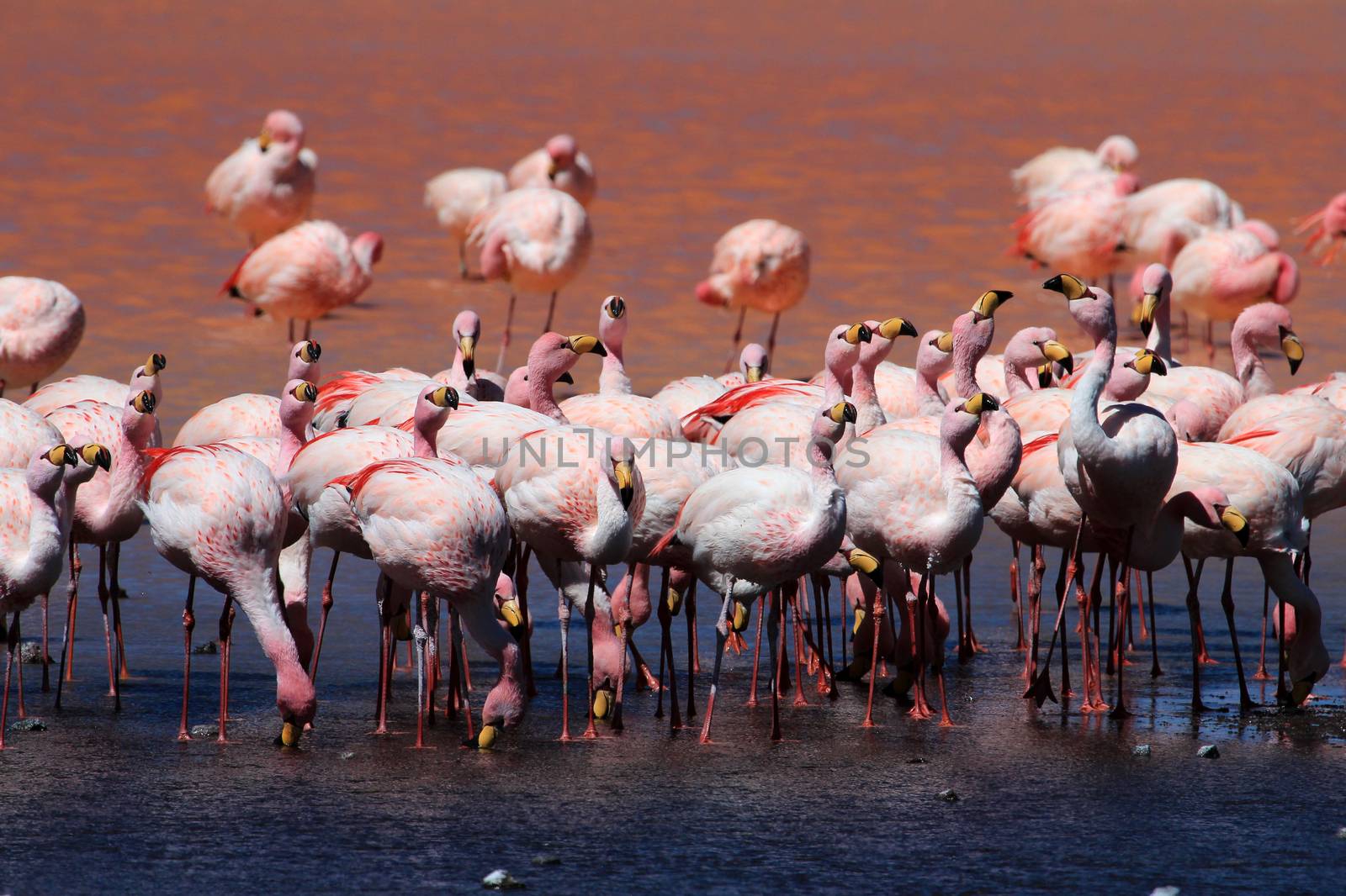 James flamingos, phoenicoparrus jamesi, also known as the puna flamingo, are populated in high altitudes of andean mountains in Peru, Chile, Bolivia and Argentina