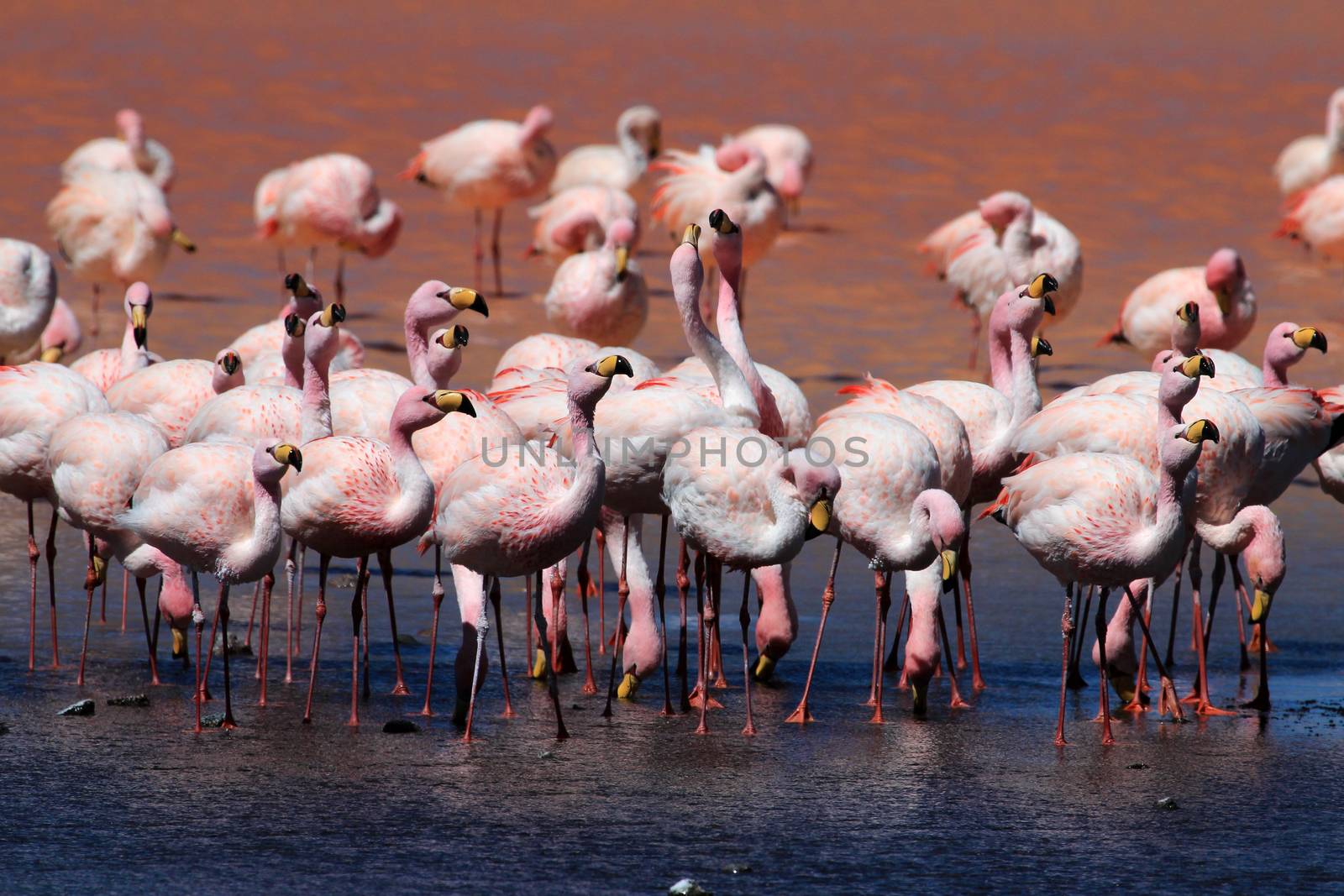 James flamingos, phoenicoparrus jamesi, also known as the puna flamingo, are populated in high altitudes of andean mountains in Peru, Chile, Bolivia and Argentina