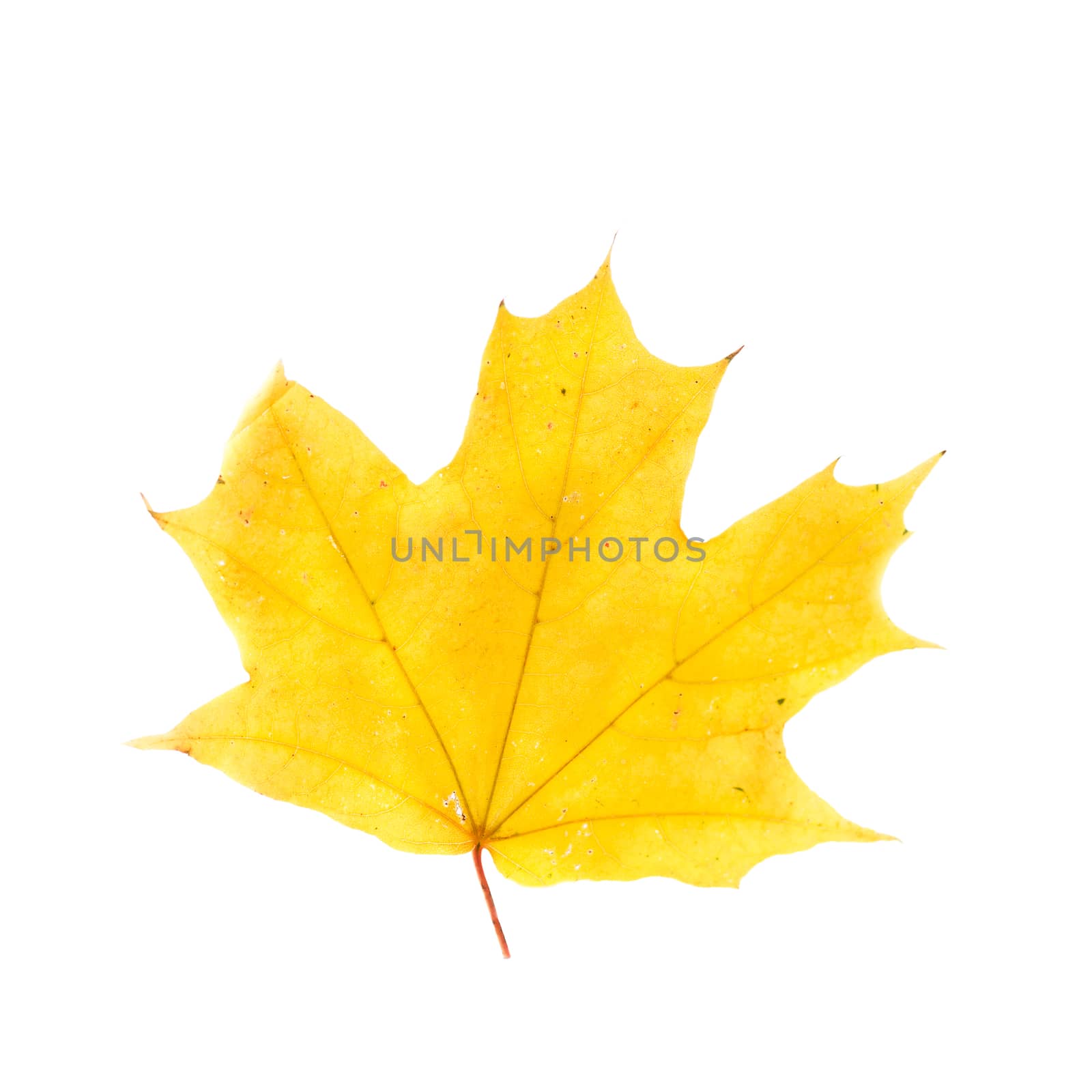 Yellow maple leaf isolated on white background. Golden maple leaf as an autumn symbol