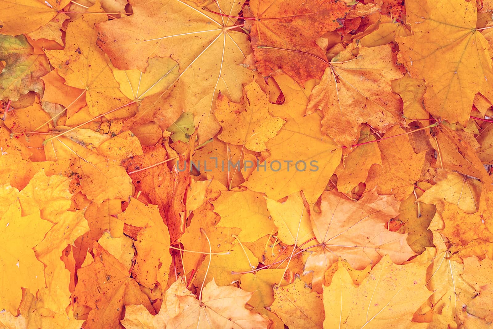 Background group autumn orange leaves. Outdoor. Maple yellow leaves background texture. Beautiful carpet of fallen golden maple leaves