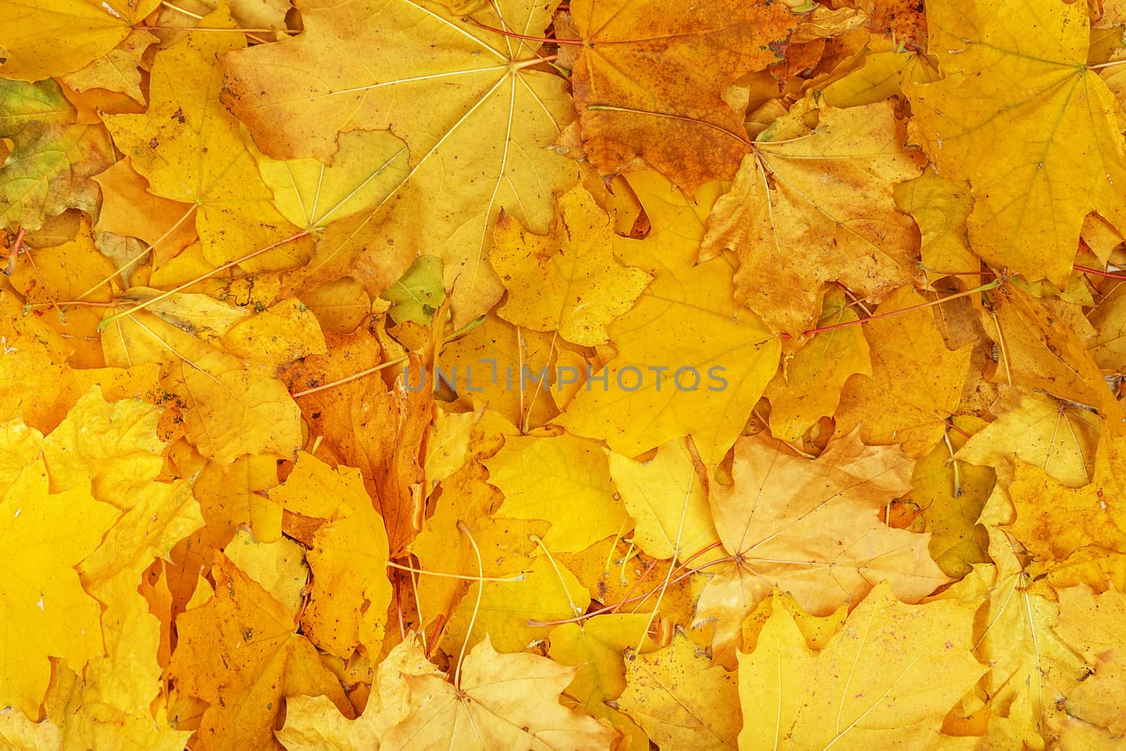 Background group autumn orange leaves. Outdoor. Maple yellow leaves background texture. Beautiful carpet of fallen golden maple leaves