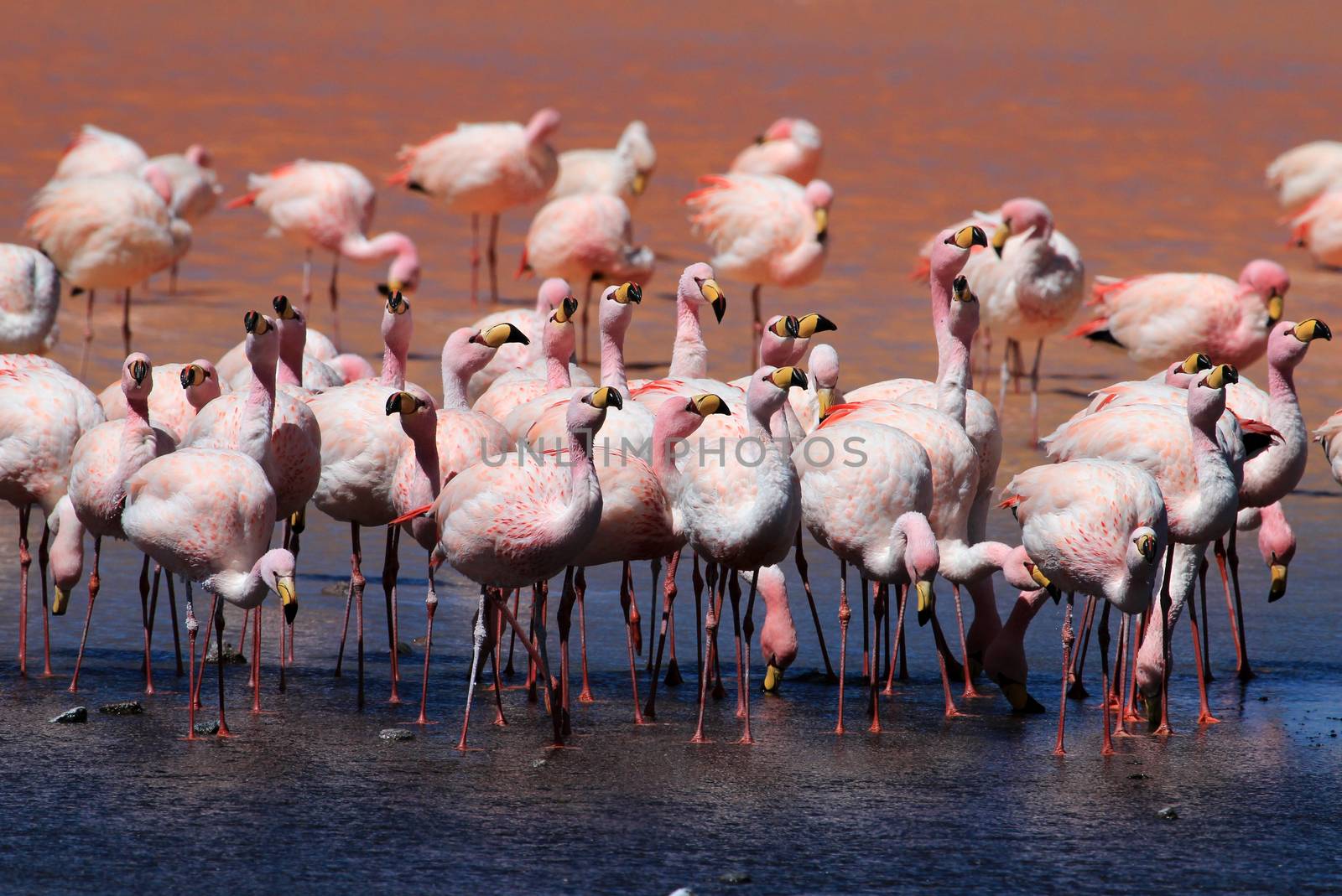 James flamingos, phoenicoparrus jamesi, also known as the puna flamingo, are populated in high altitudes of andean mountains in Peru, Chile, Bolivia and Argentina