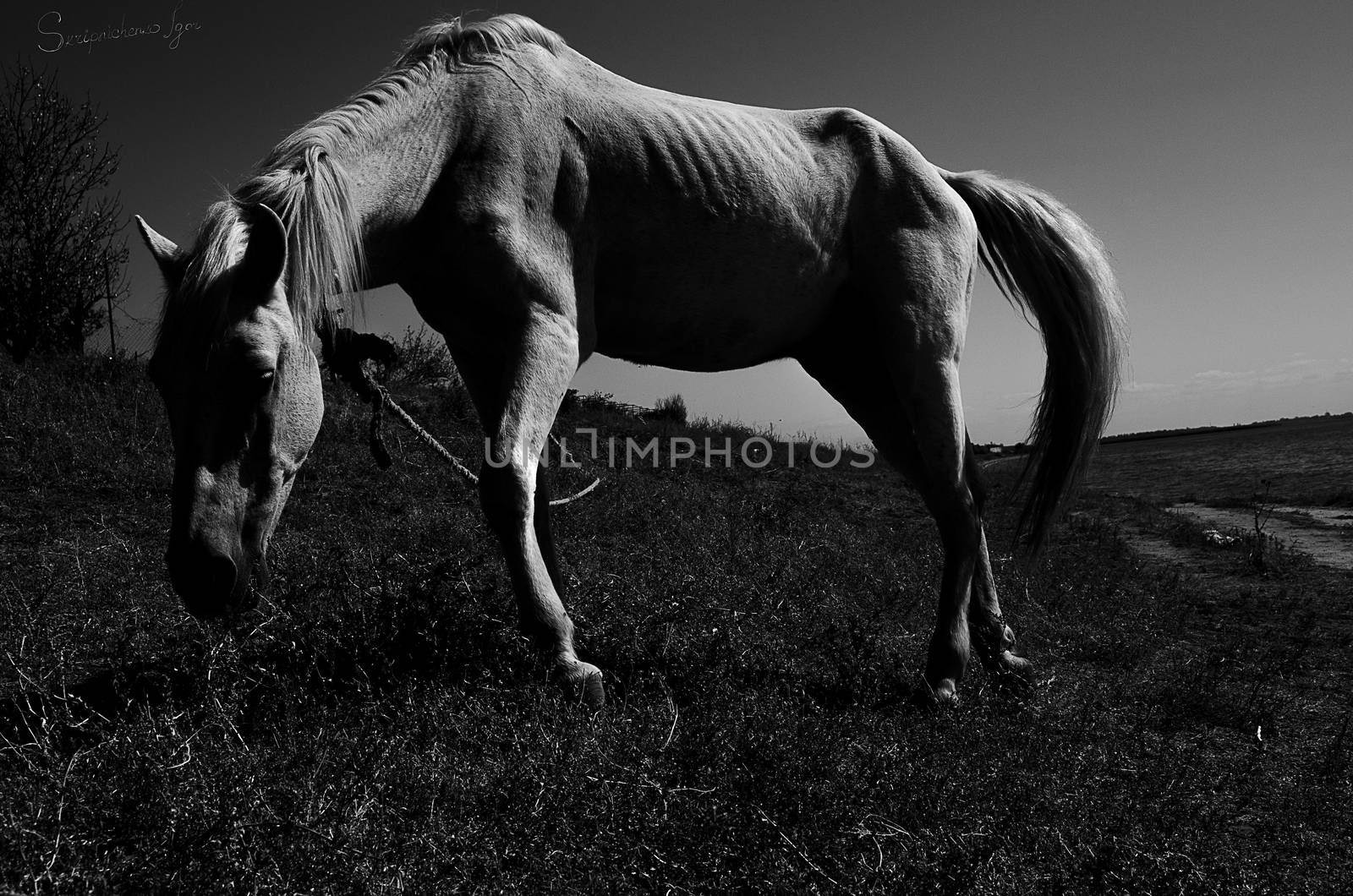 A beautiful white horse grazing in a field near the river. Black and white photo. Horizontal