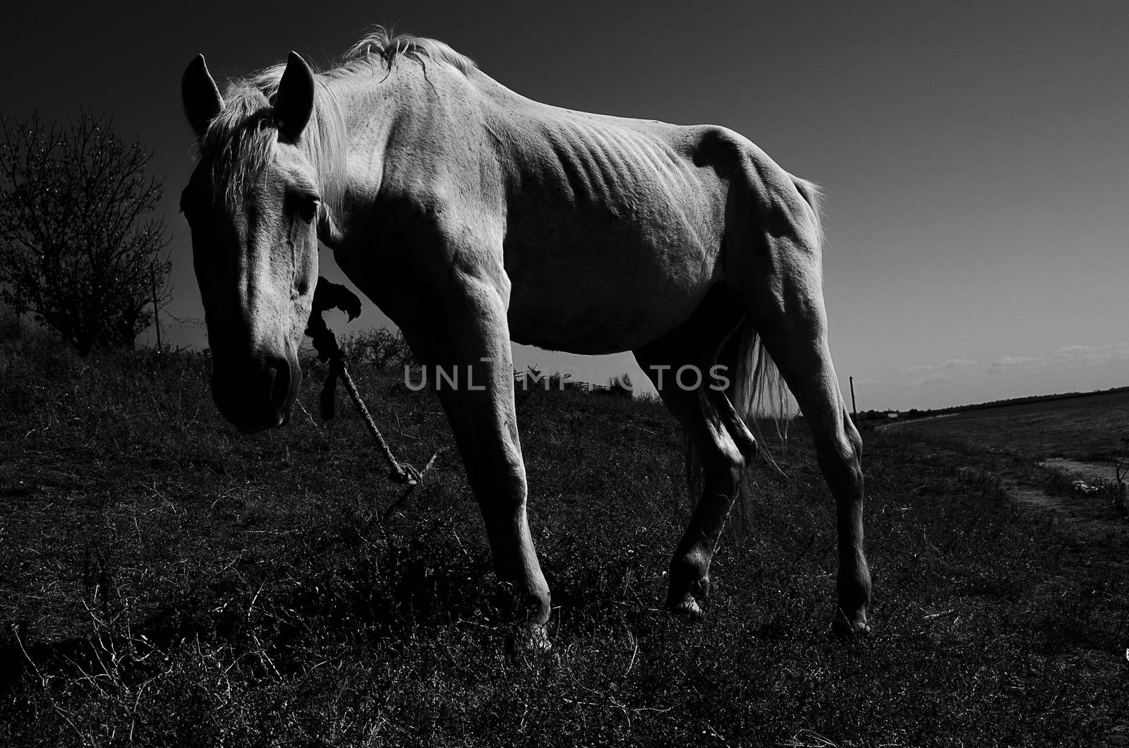 Groomed white horse grazing in a field near the river. Black and white photo. Horizontal