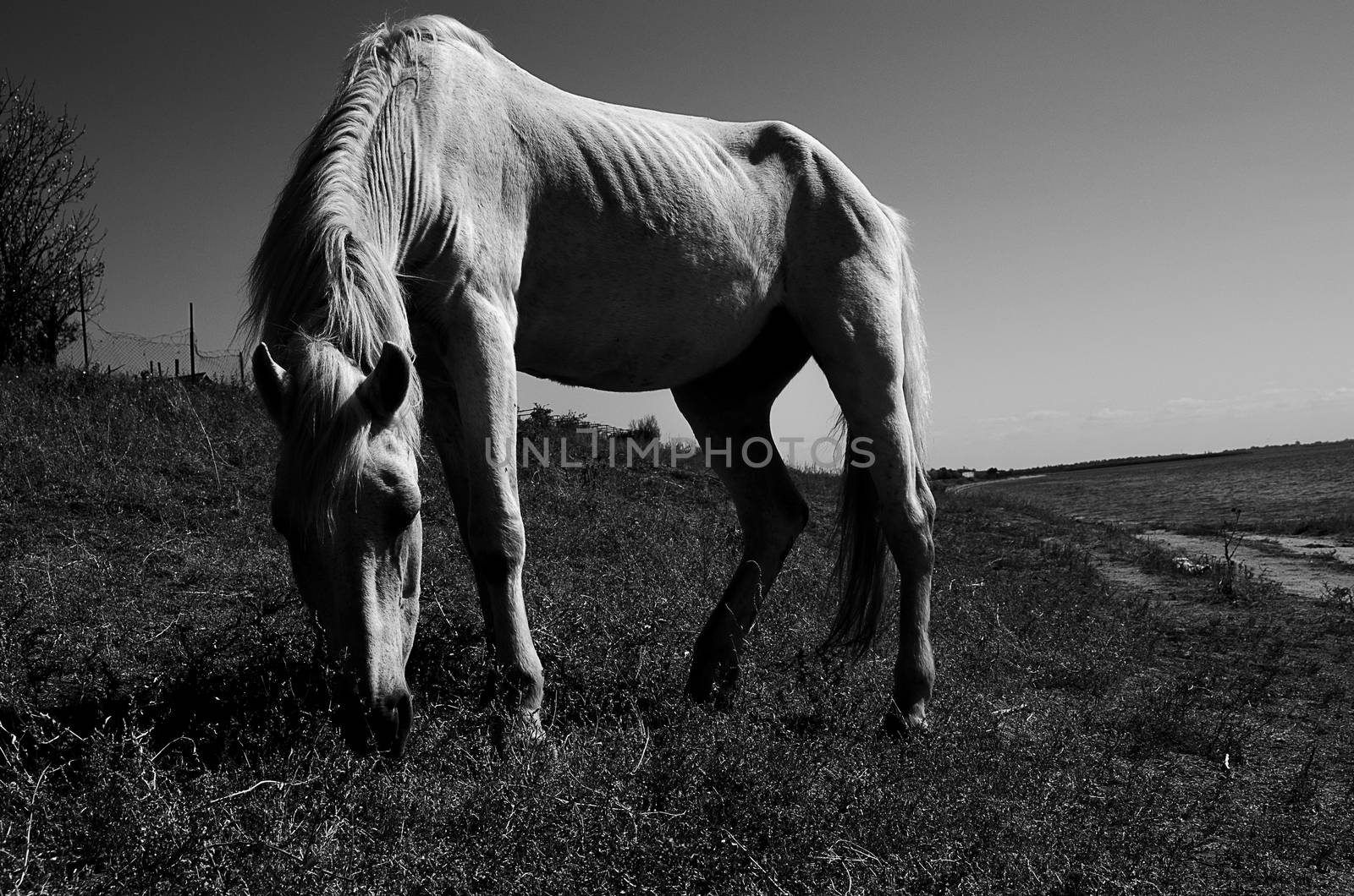 White horse grazing in a field near the river. Black and white photo. Horizontal