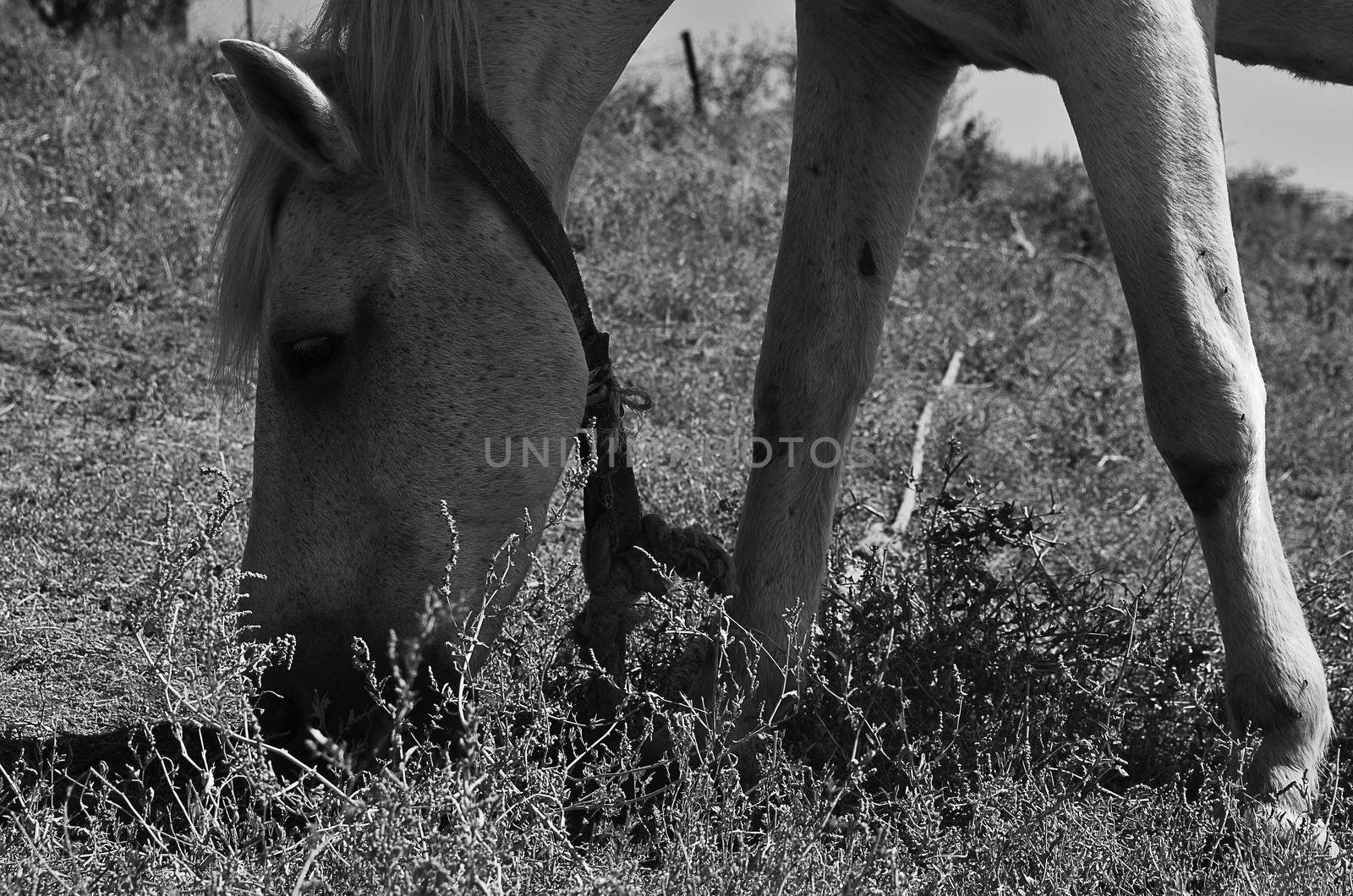 White horse grazing in a field near the river. Black and white photo. Horizontal photo. Head of horse