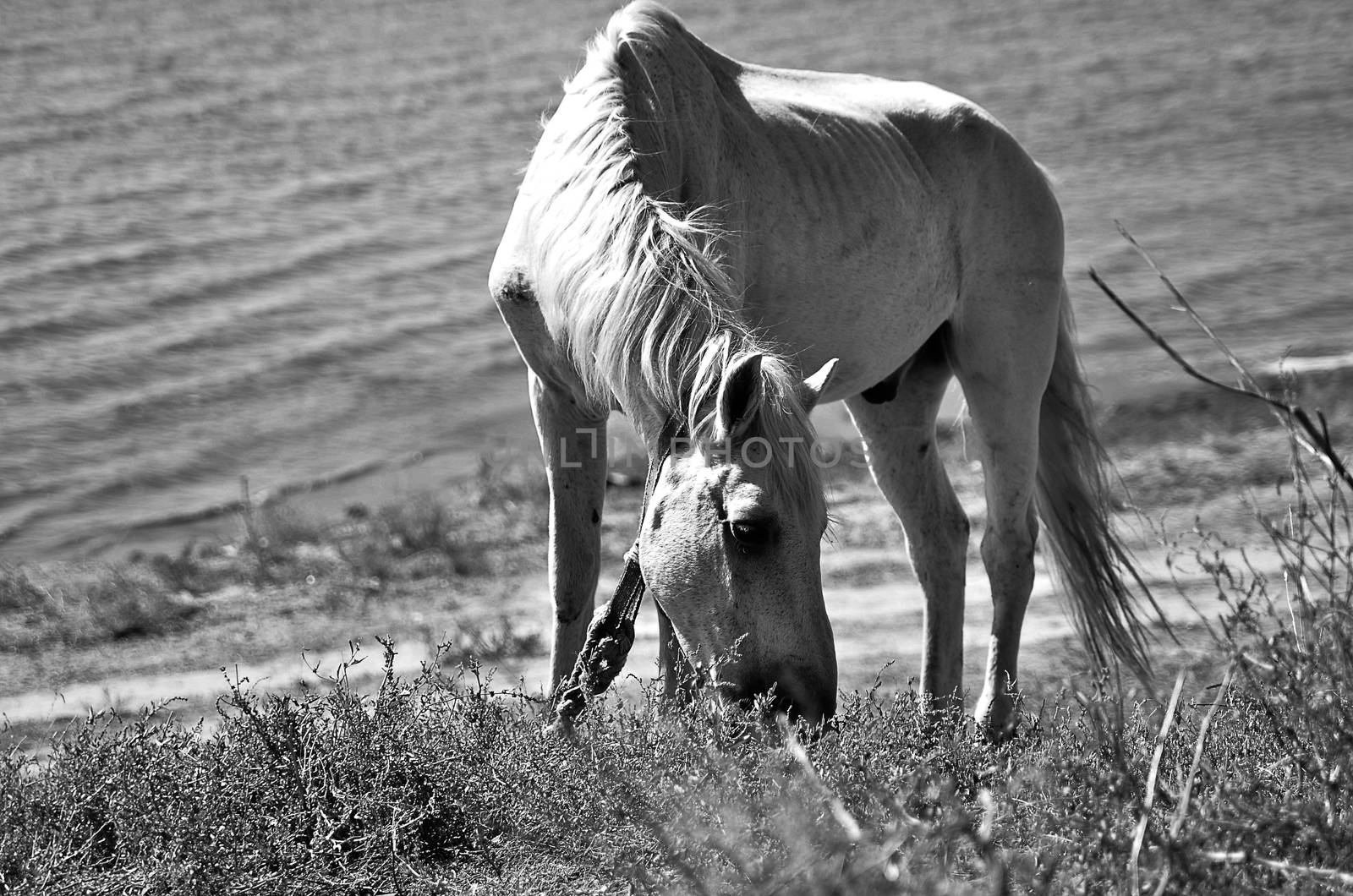 White horse grazing near the river. Black and white photo. Horizontal photo. Head of horse