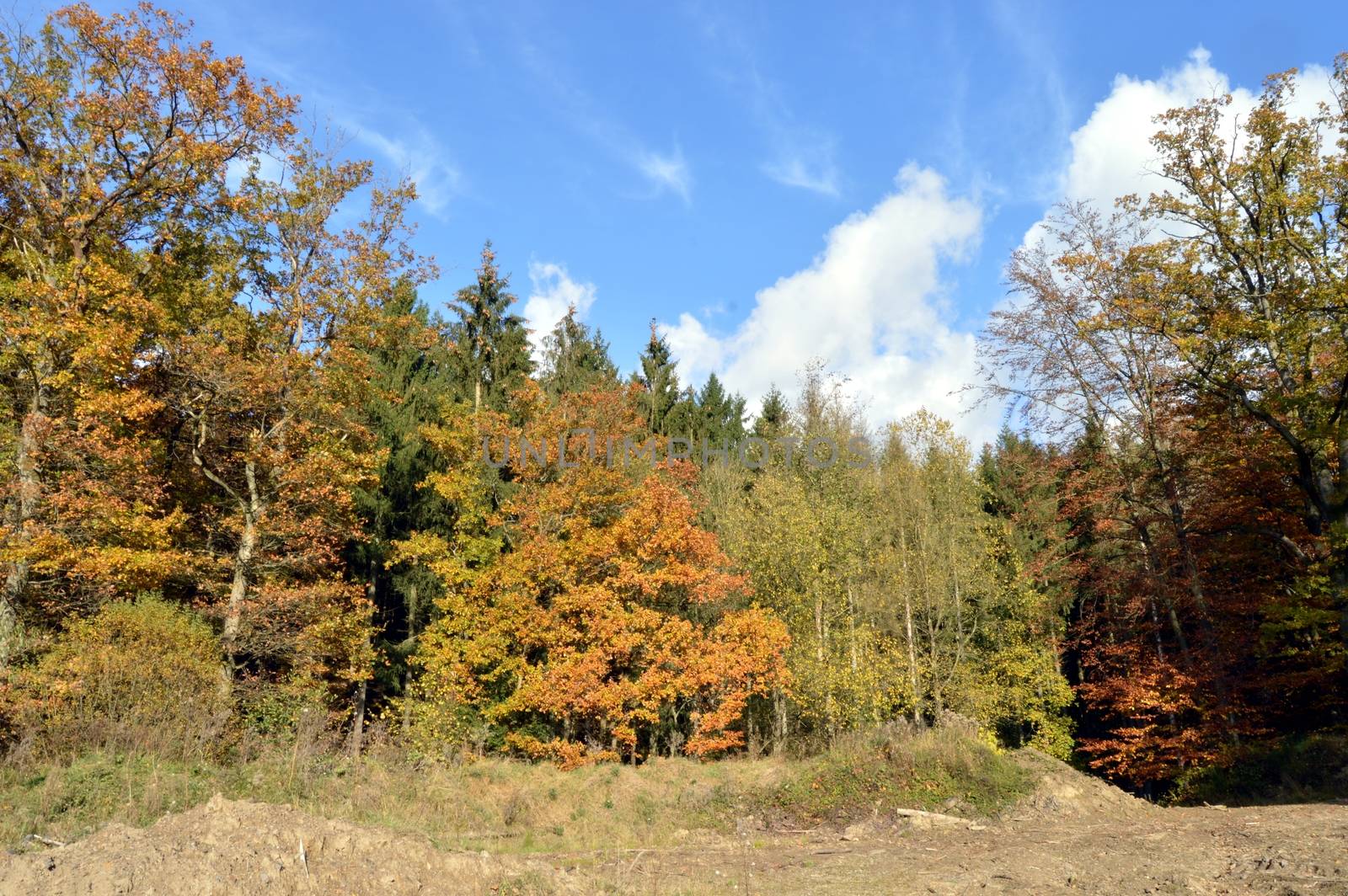 Undergrowth and forest with autumn colors by Philou1000