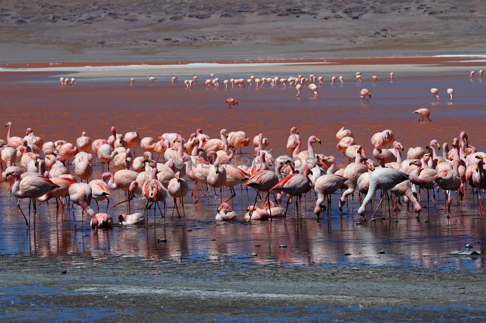 James flamingos, phoenicoparrus jamesi, also known as the puna flamingo, are populated in high altitudes of andean mountains in Peru, Chile, Bolivia and Argentina