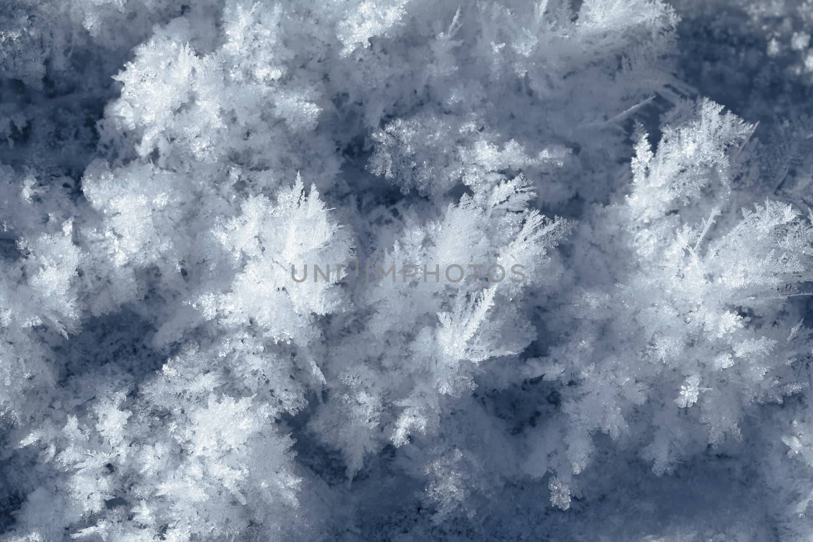 Big snow crystals on the ground, macro shot