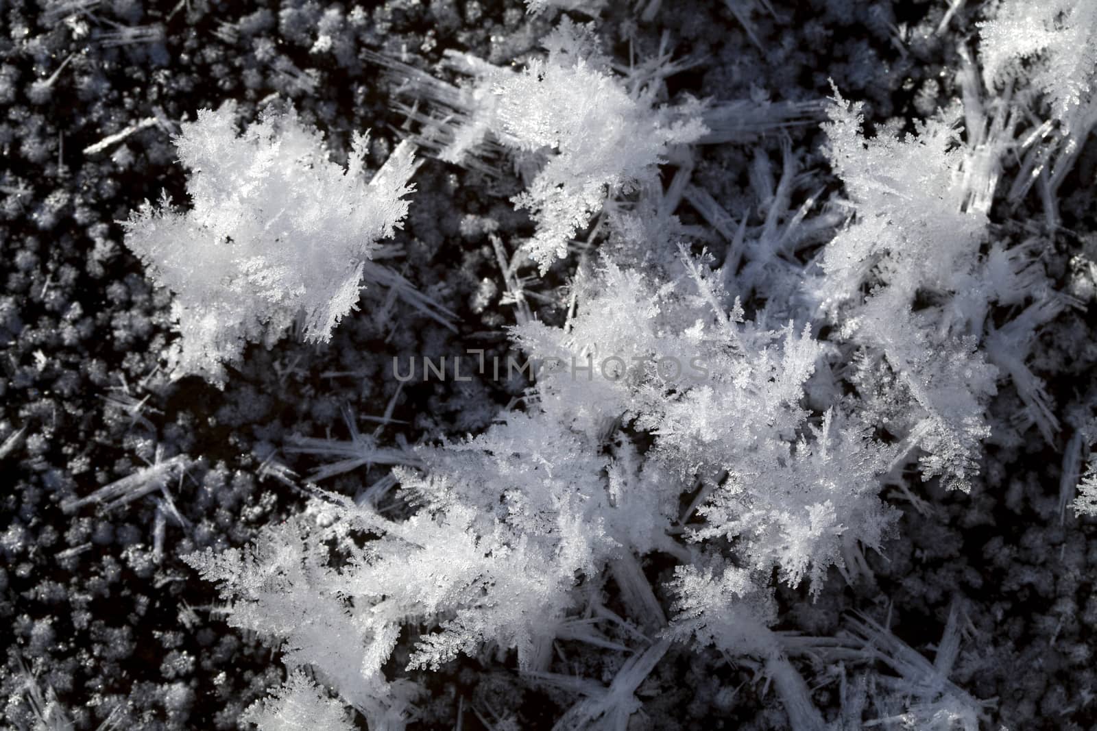 Big snow crystals on the ground, macro shot