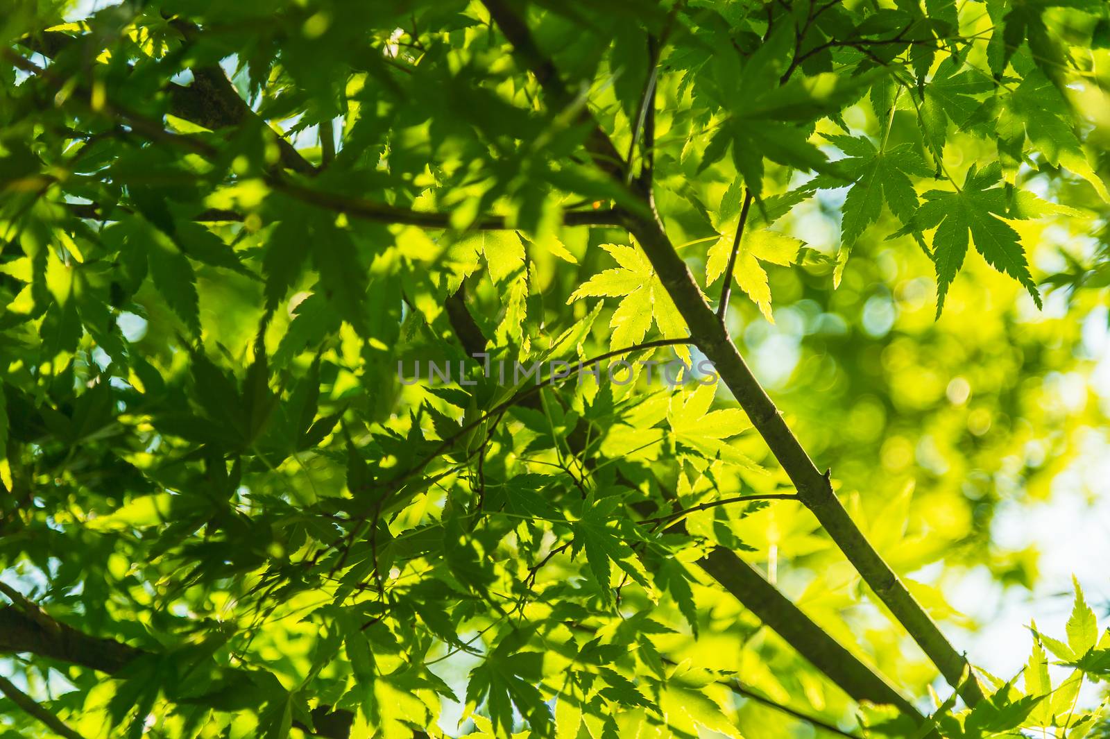 Green maple leaves, selective focus