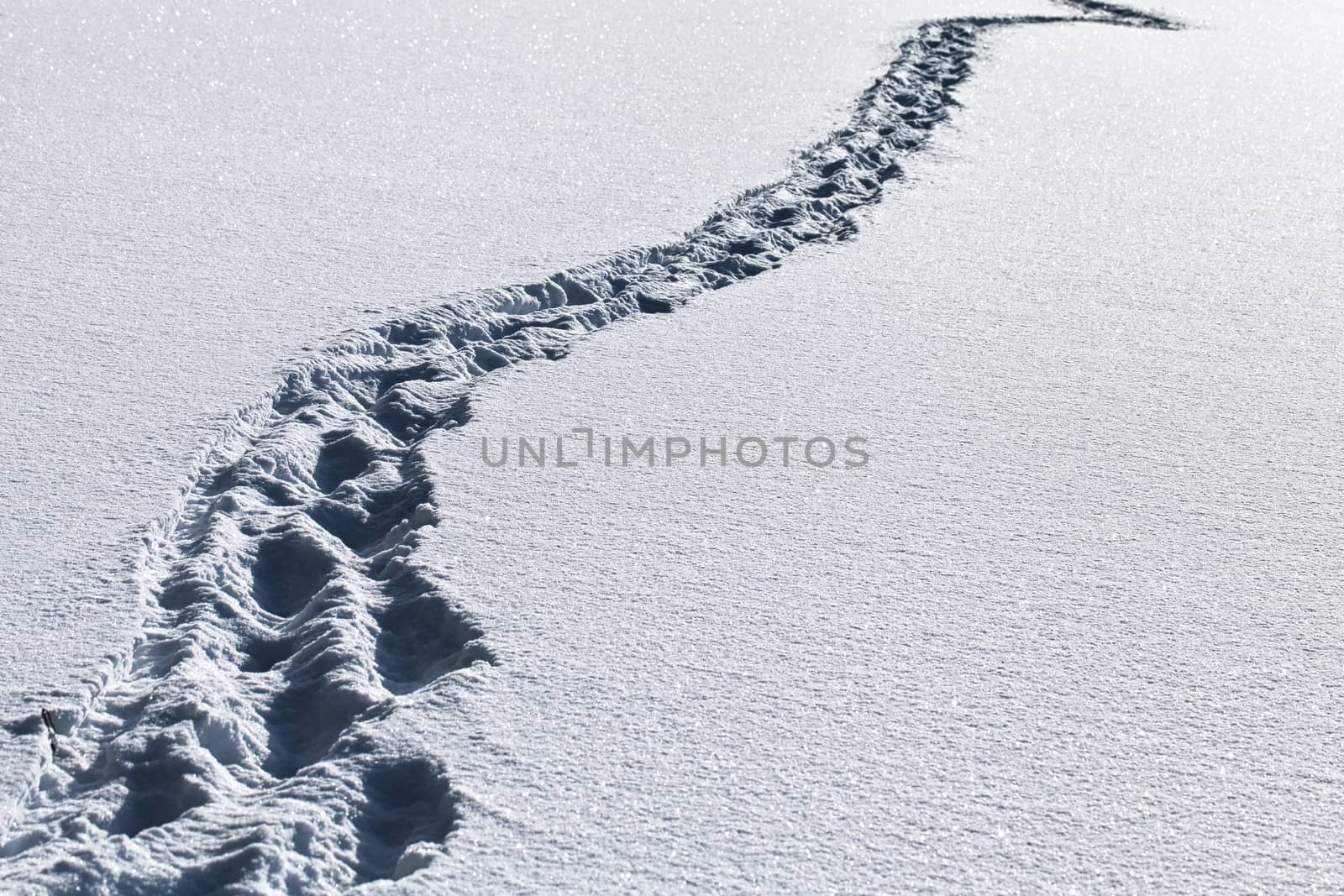 Footsteps in the deep snow on a sunny day