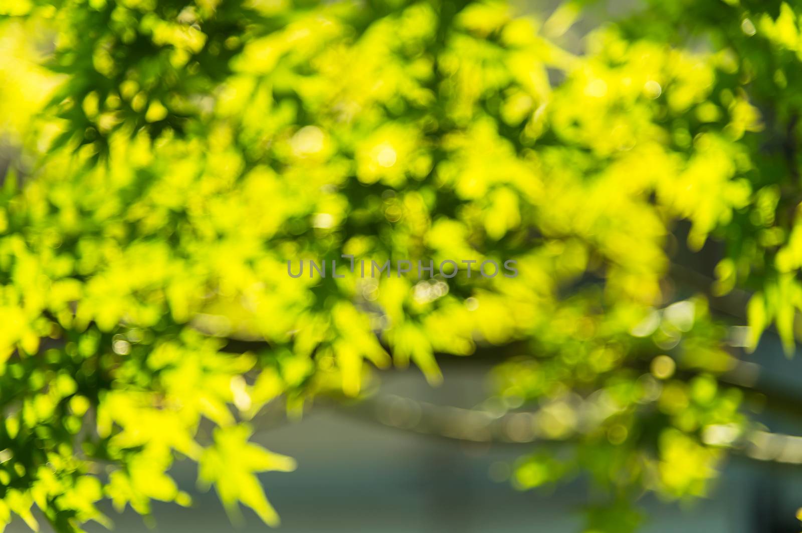 Blurred green maple leaves, Japan by luckyfim