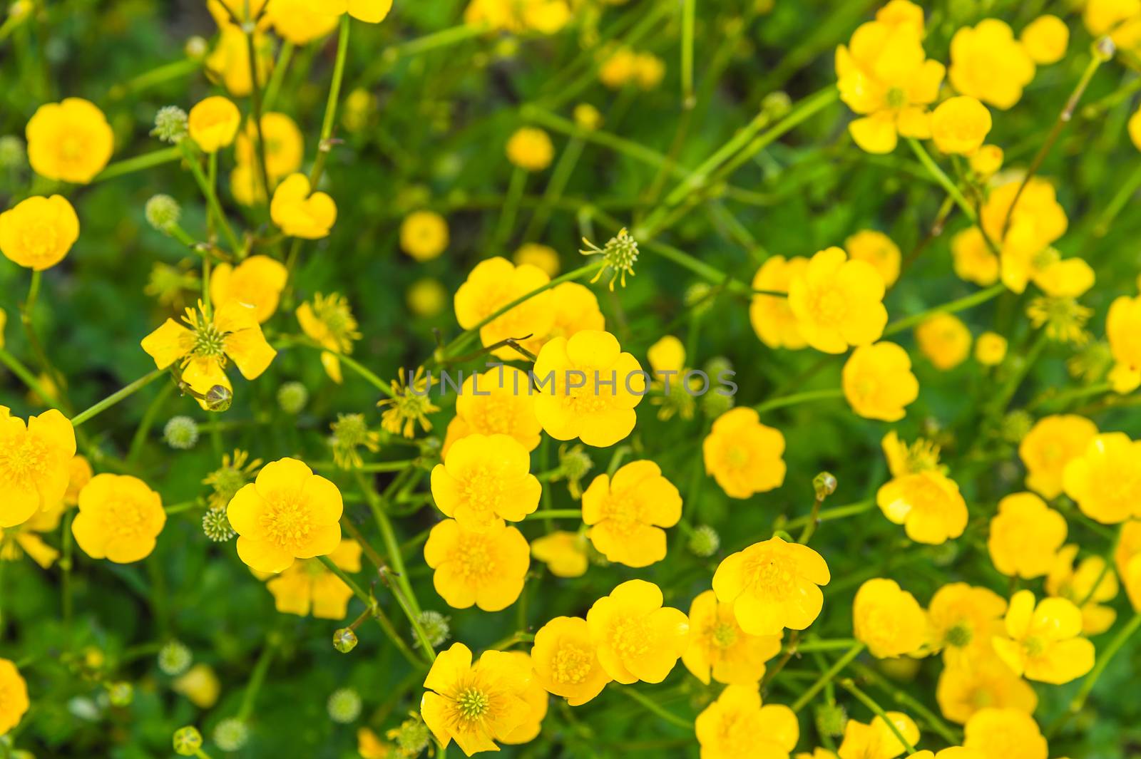 Lawn of the buttercup flower, top view