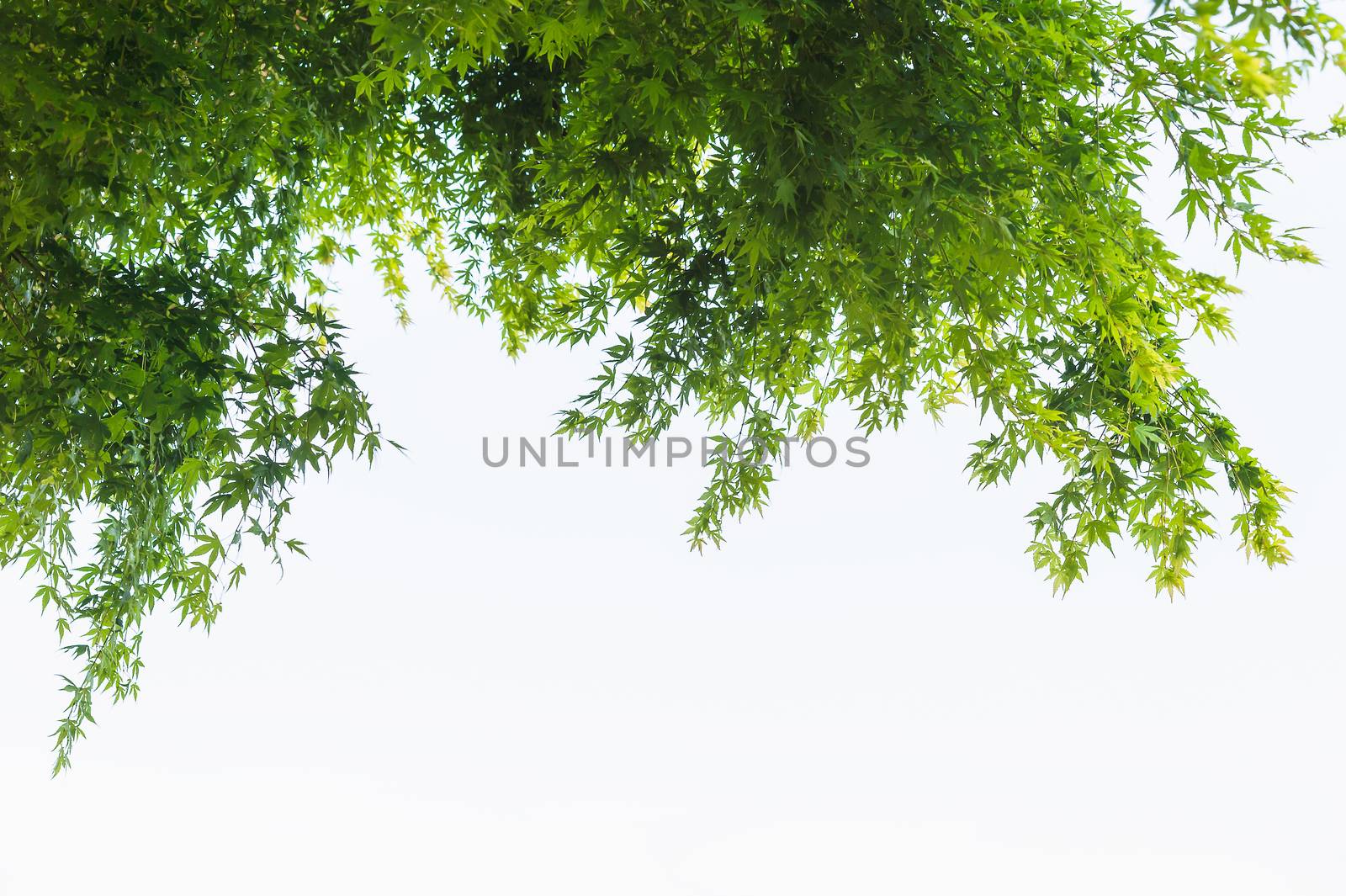 Green maple leaves, bottom view by luckyfim