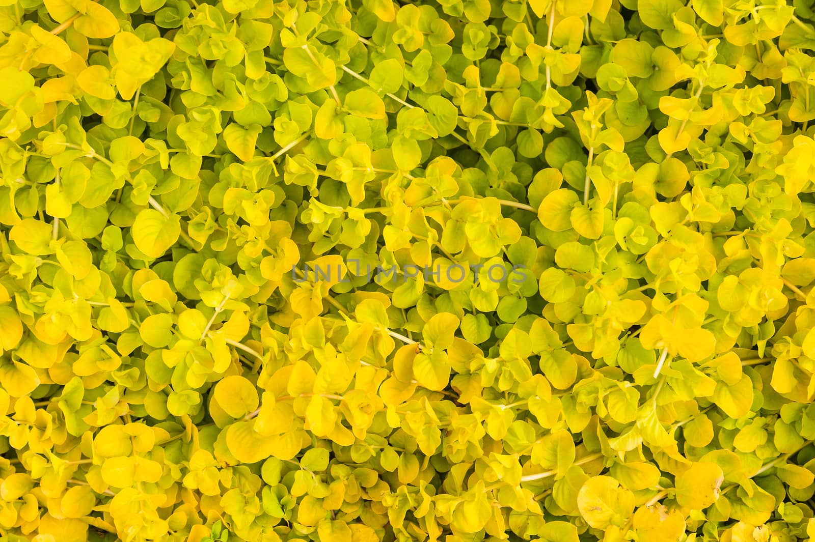 Yellow leaves background texture, top view