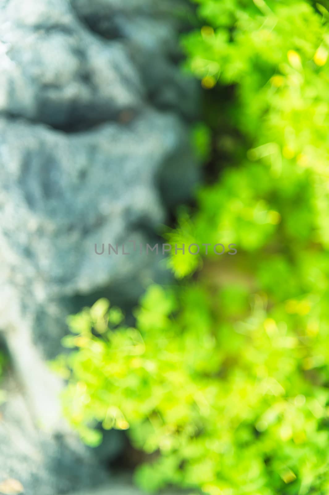 Blurred green leaves and rock background texture, top view