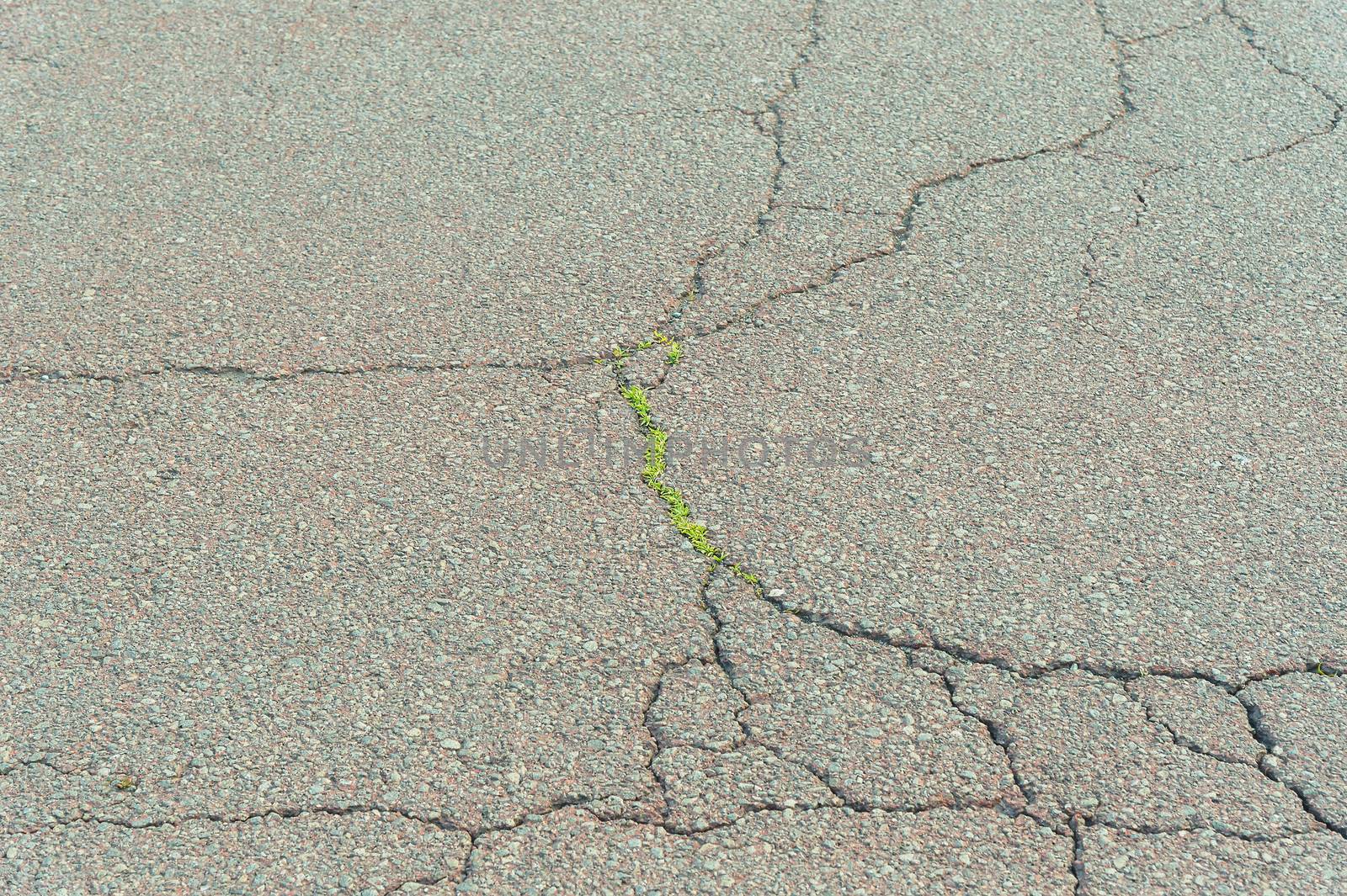 Grass grows from cracks in the road background texture