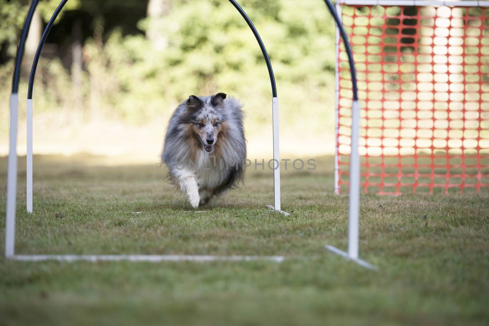 Shetland Sheepdog training hoopers