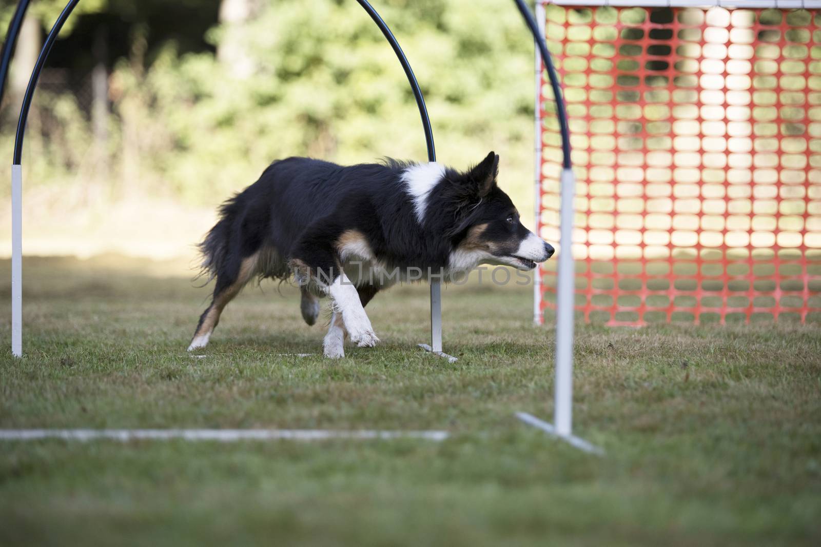 Dog, Border Colllie, training hoopers by avanheertum