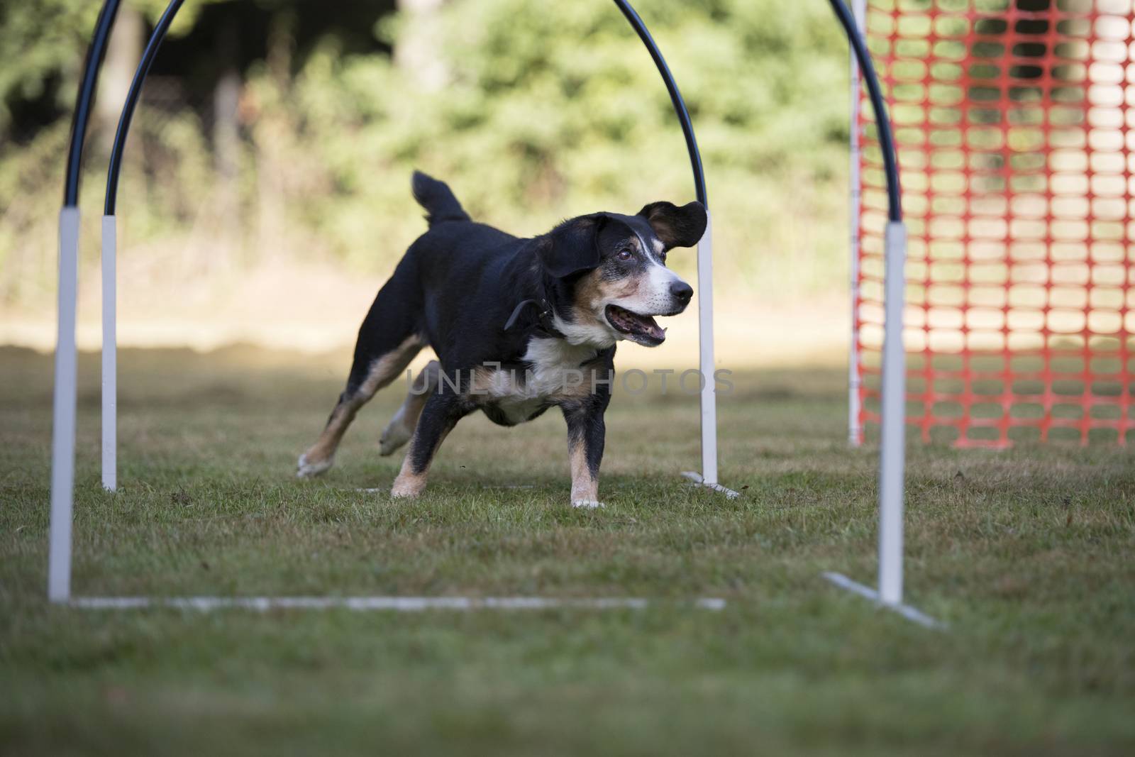 Appenzeller Mountain Dog training hoopers