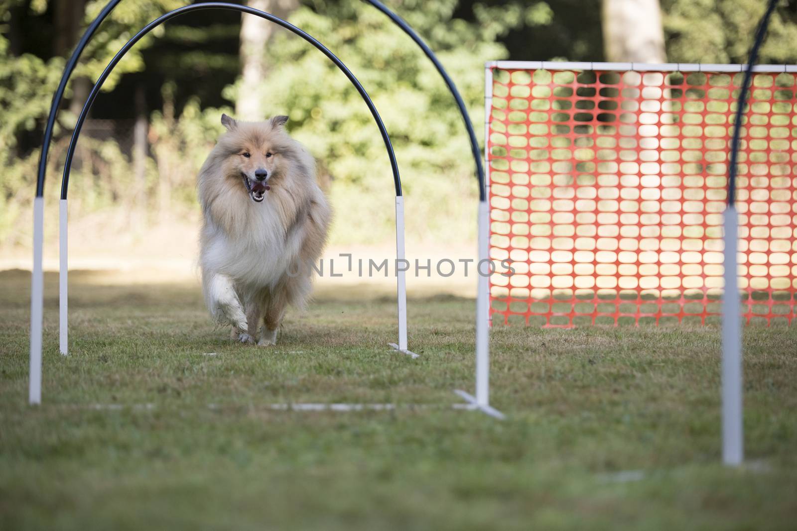 Scottish Sheepdog in hooper training