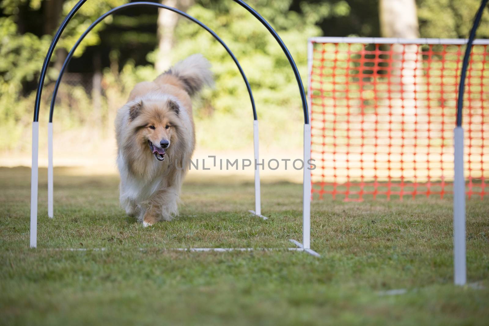 Scottish Collie in hooper competition