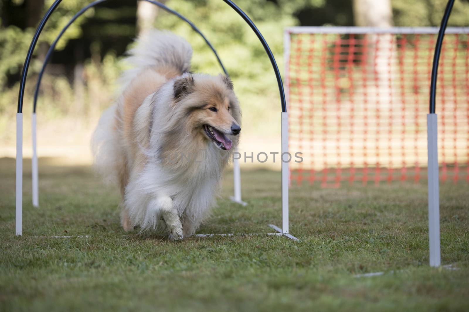 Dog, Scottish Collie, hooper competition by avanheertum