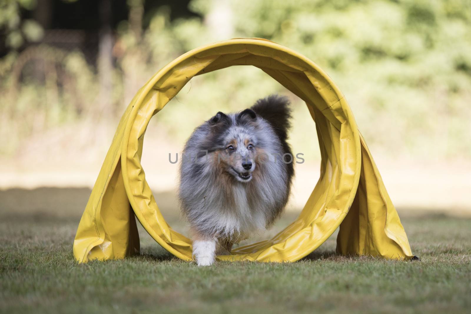 Shetland Sheepdog, Sheltie, running in agility tunnel