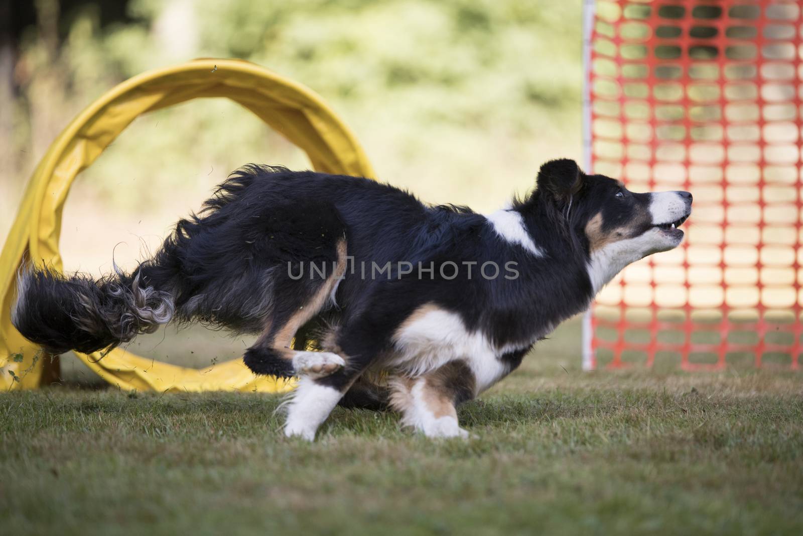 Border Collie running in hooper competition