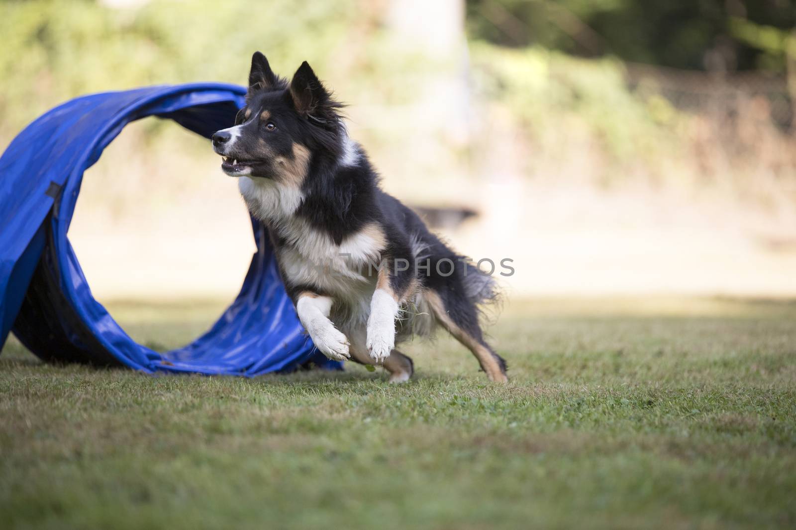 Dog, Border Collie running agility by avanheertum