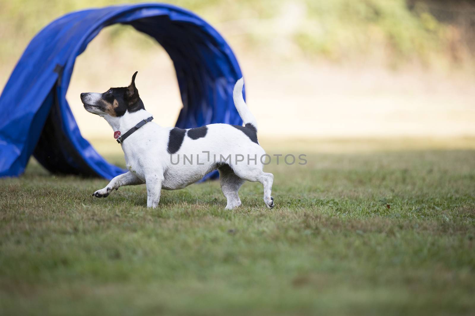 Jack Russell Terrier agility