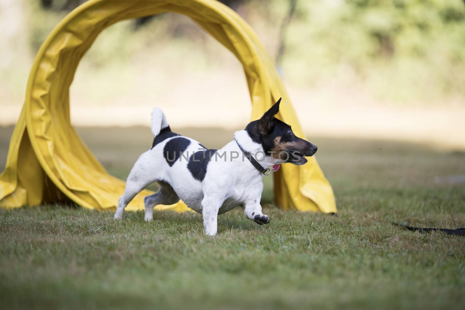 Jack Russell terrier running through agility tunnel