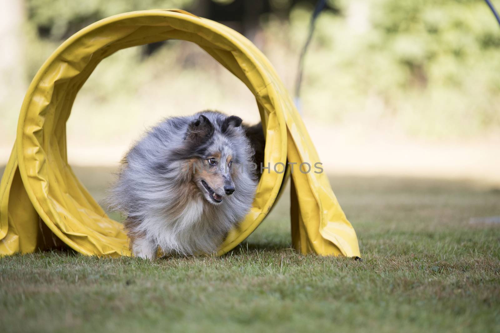 Shetland Sheepdog, Sheltie running through agility tunnel