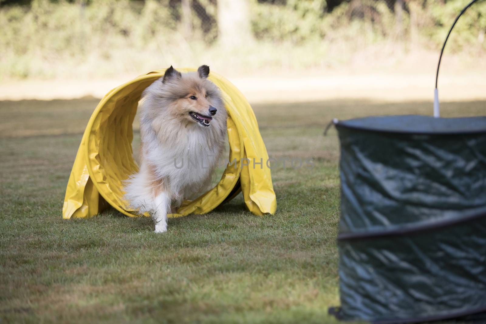 Scottish Collie running through agility tunnel, hoopers