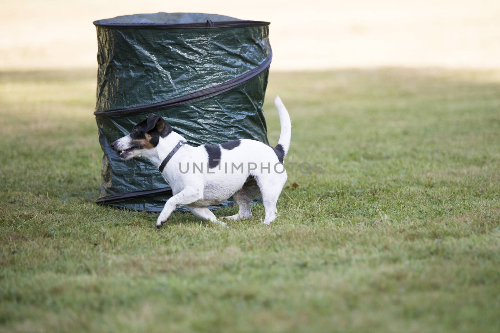 Dog, Jack Russell Terrier, running by avanheertum