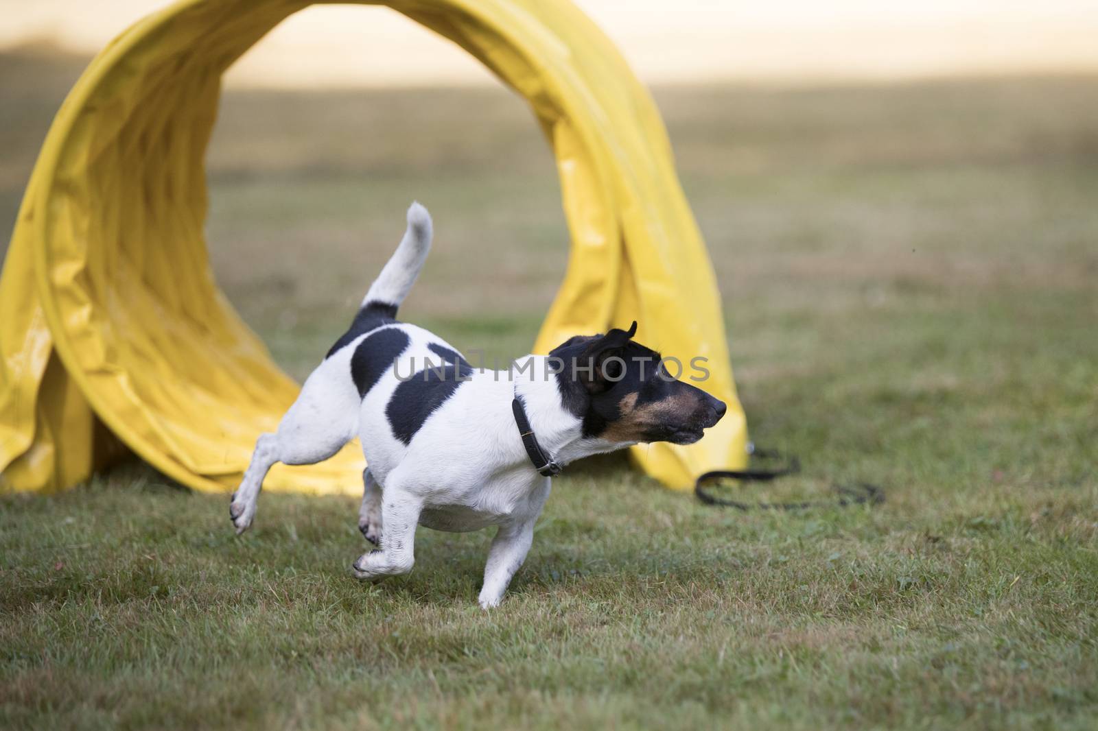 Jack Russell Terrier in agility training