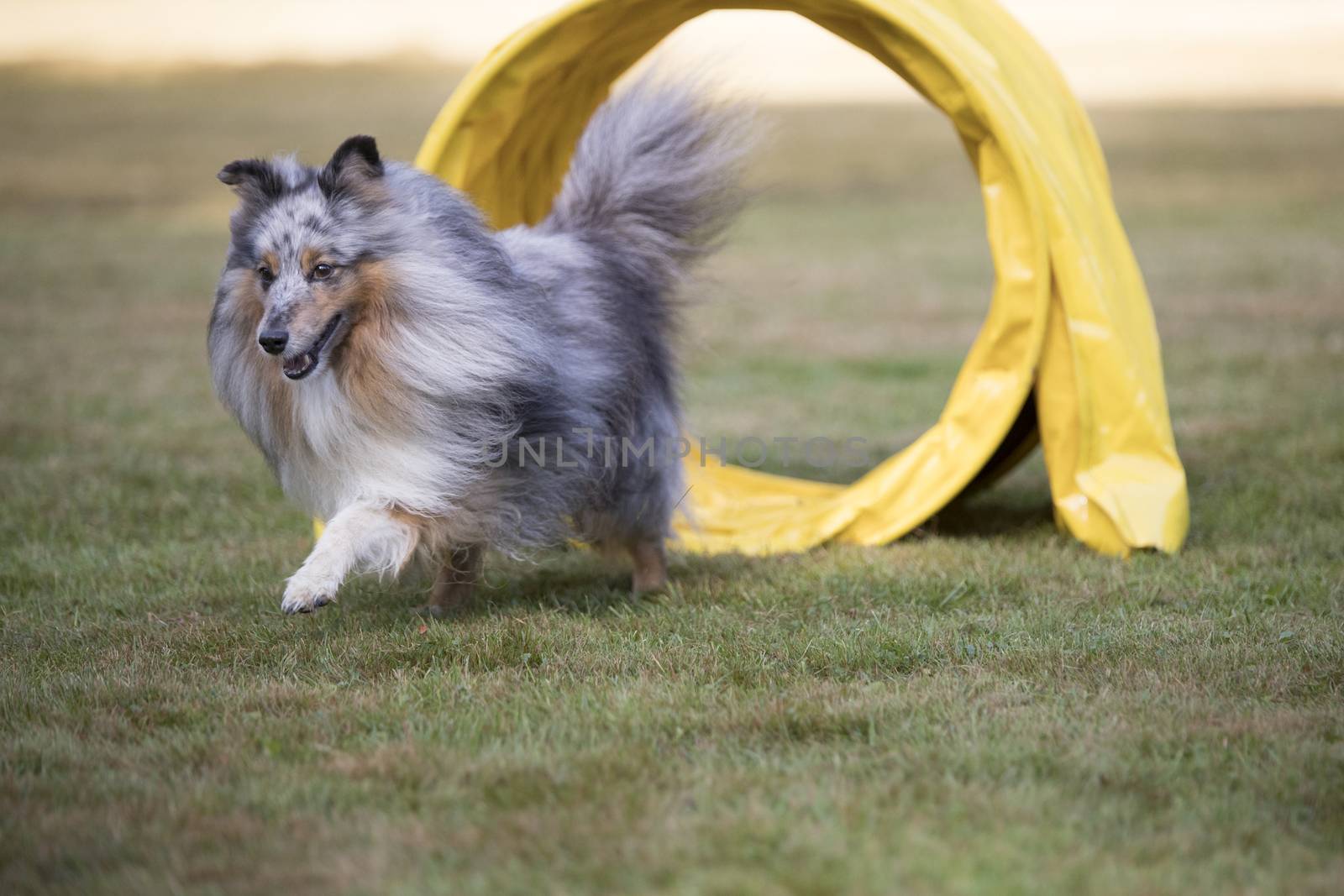 Shetland Sheepdog, Sheltie, in agility competition