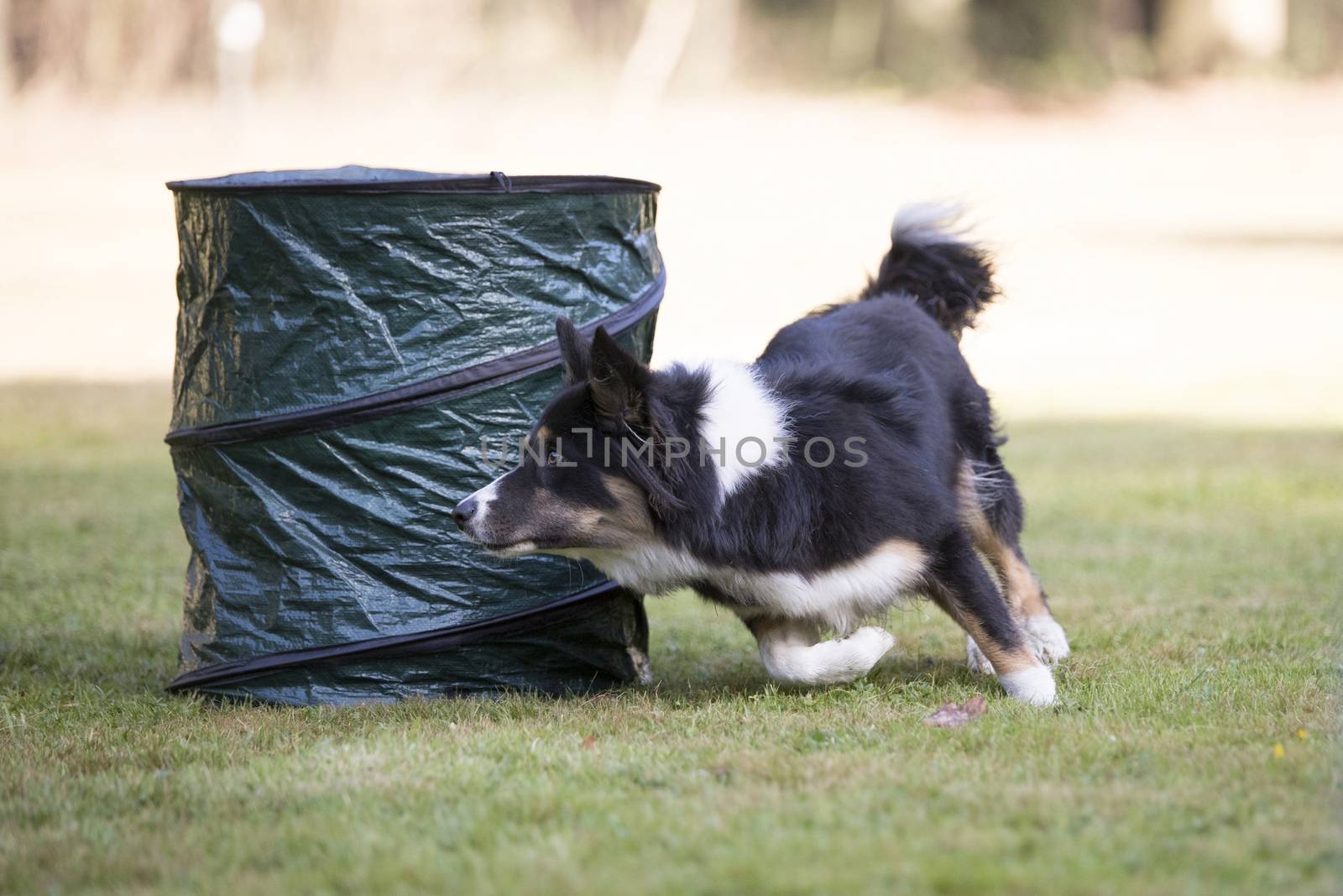 Border Collie dog running in hooper training