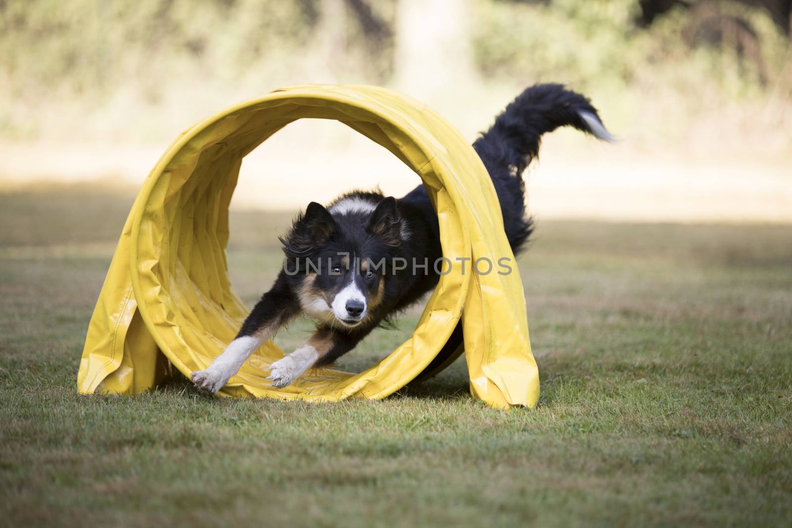 Dog, Border Collie, running through agility tunnel by avanheertum