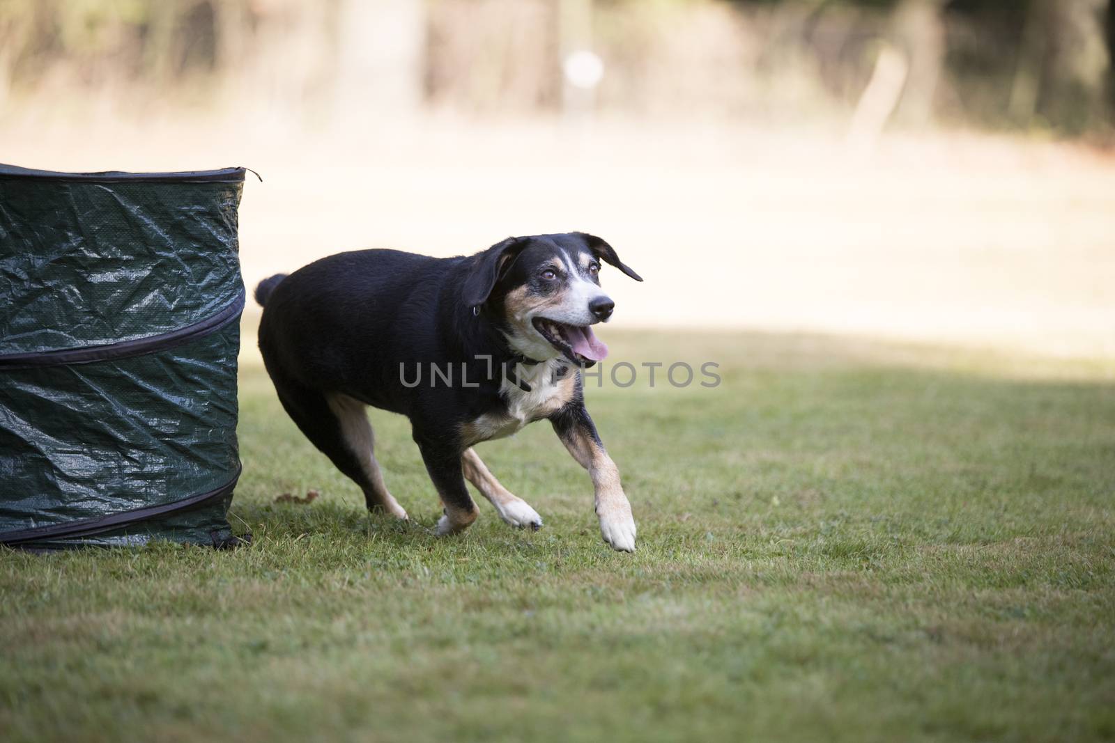 Appenzeller Mountain Dog running by avanheertum