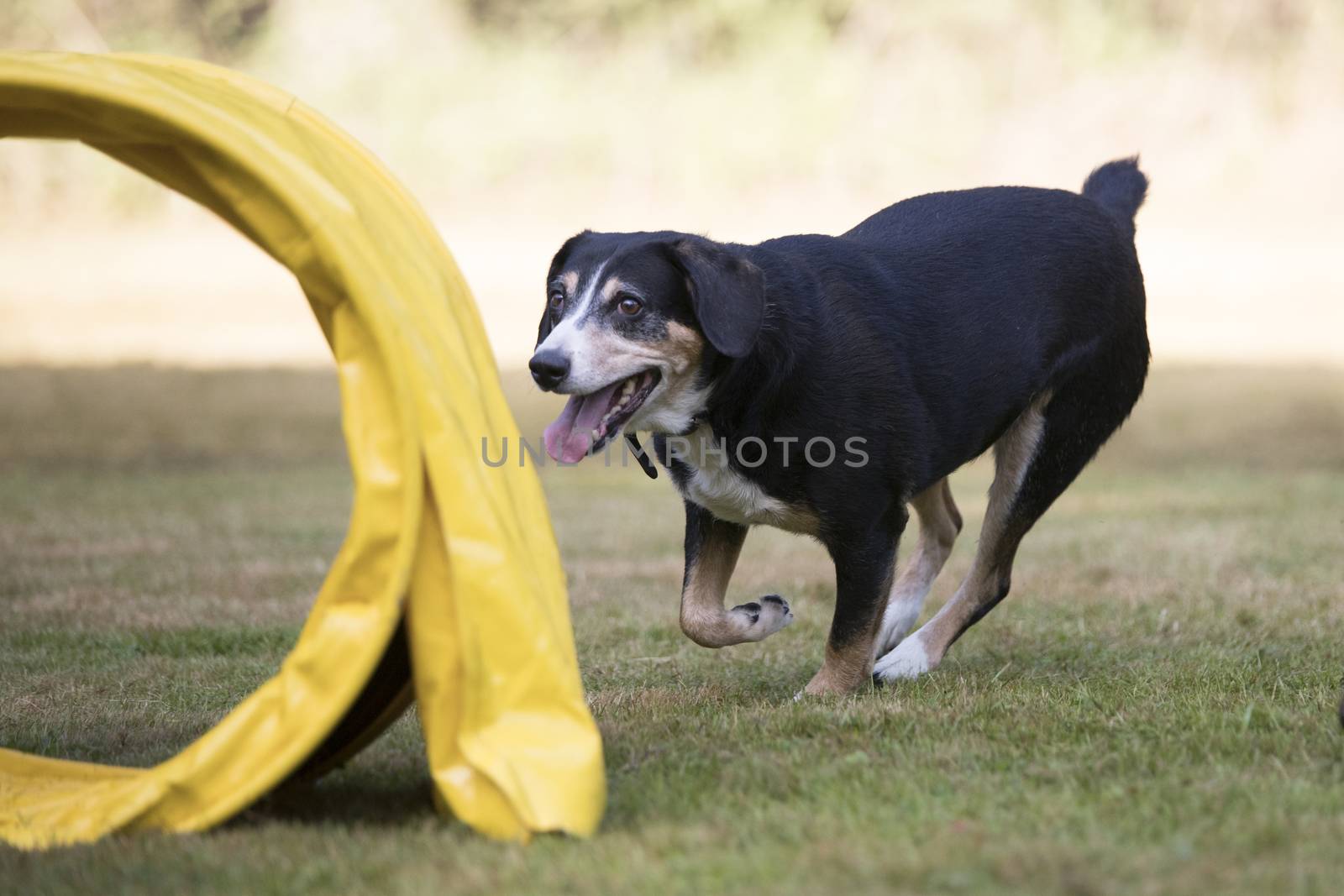 Dog, Appenzeller Sennenhund, training agility by avanheertum